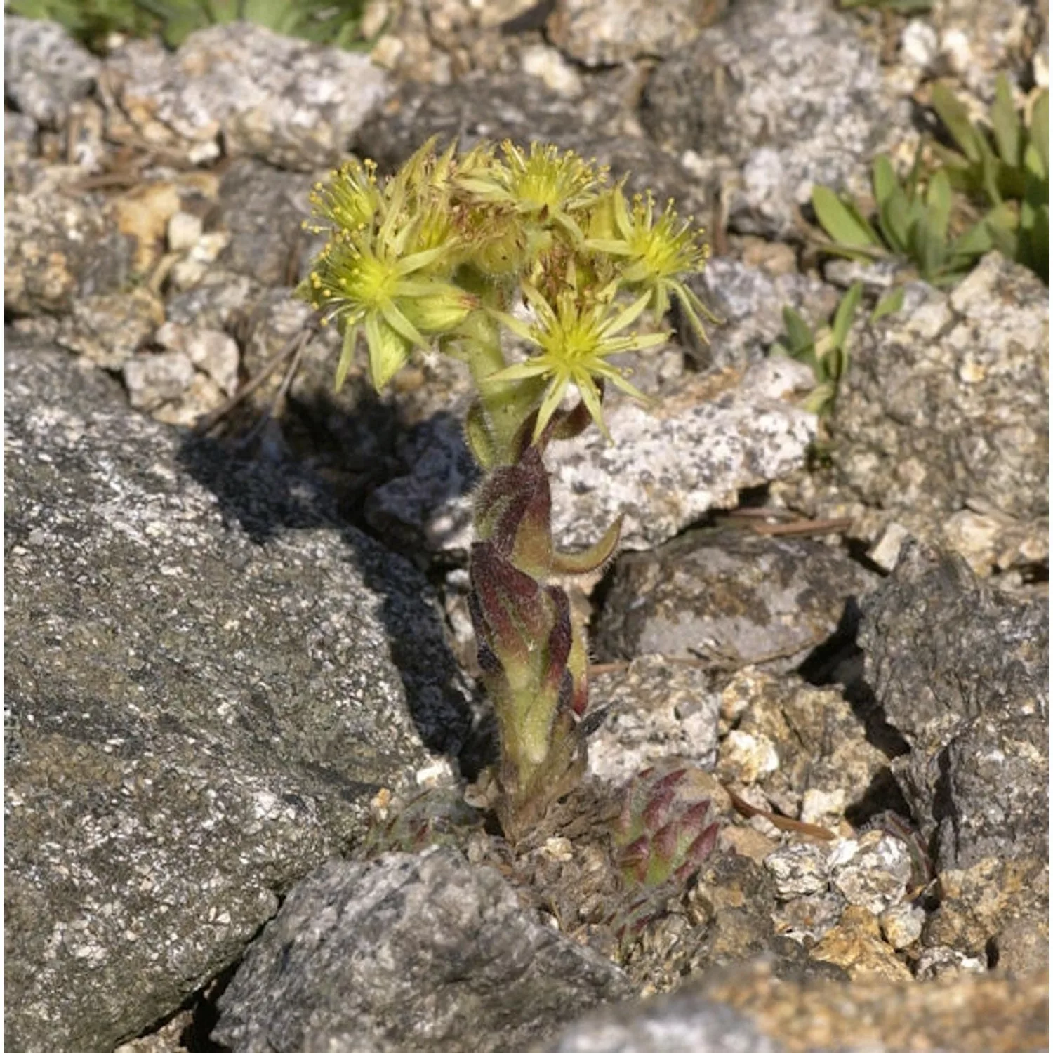 Spinnweb Hauswurz Boris - Sempervivum ciliosum günstig online kaufen