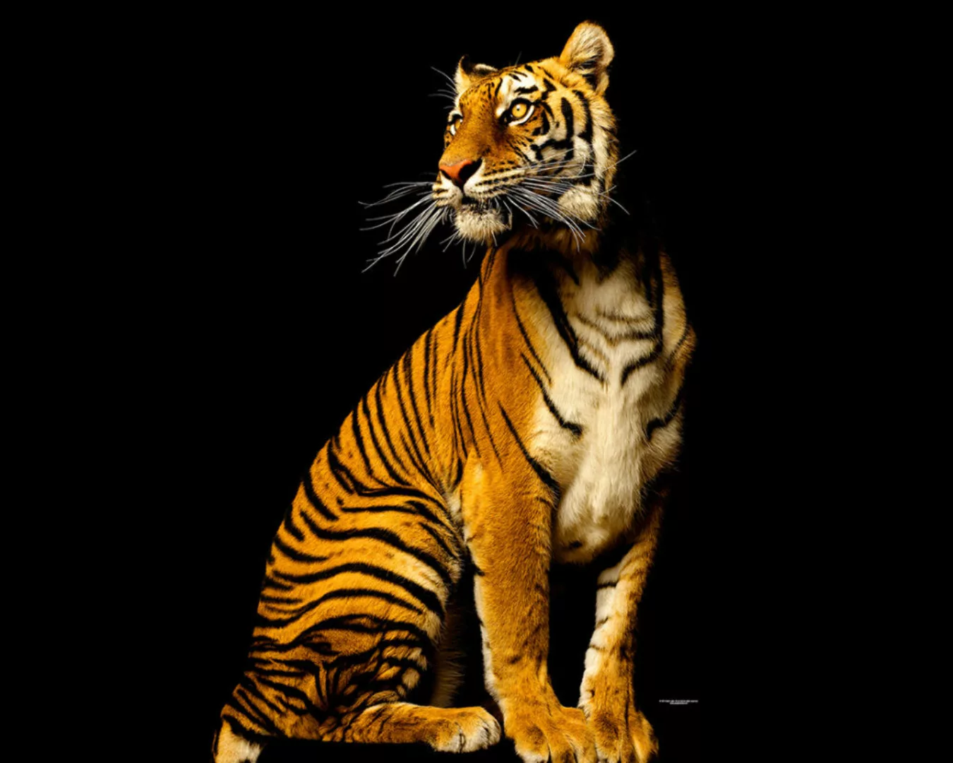 Fototapete "Tiger sitzend" 4,00x2,50 m / Strukturvlies Klassik günstig online kaufen