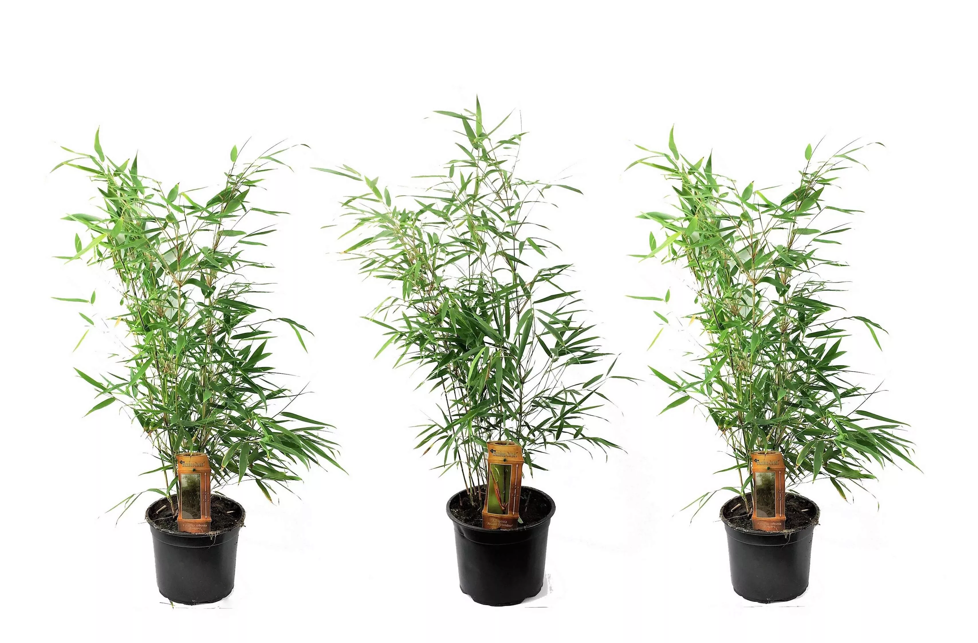 Perfect Plant | Set mit 3 Fargesia Asian Wonder Rote Bambuspflanzen günstig online kaufen