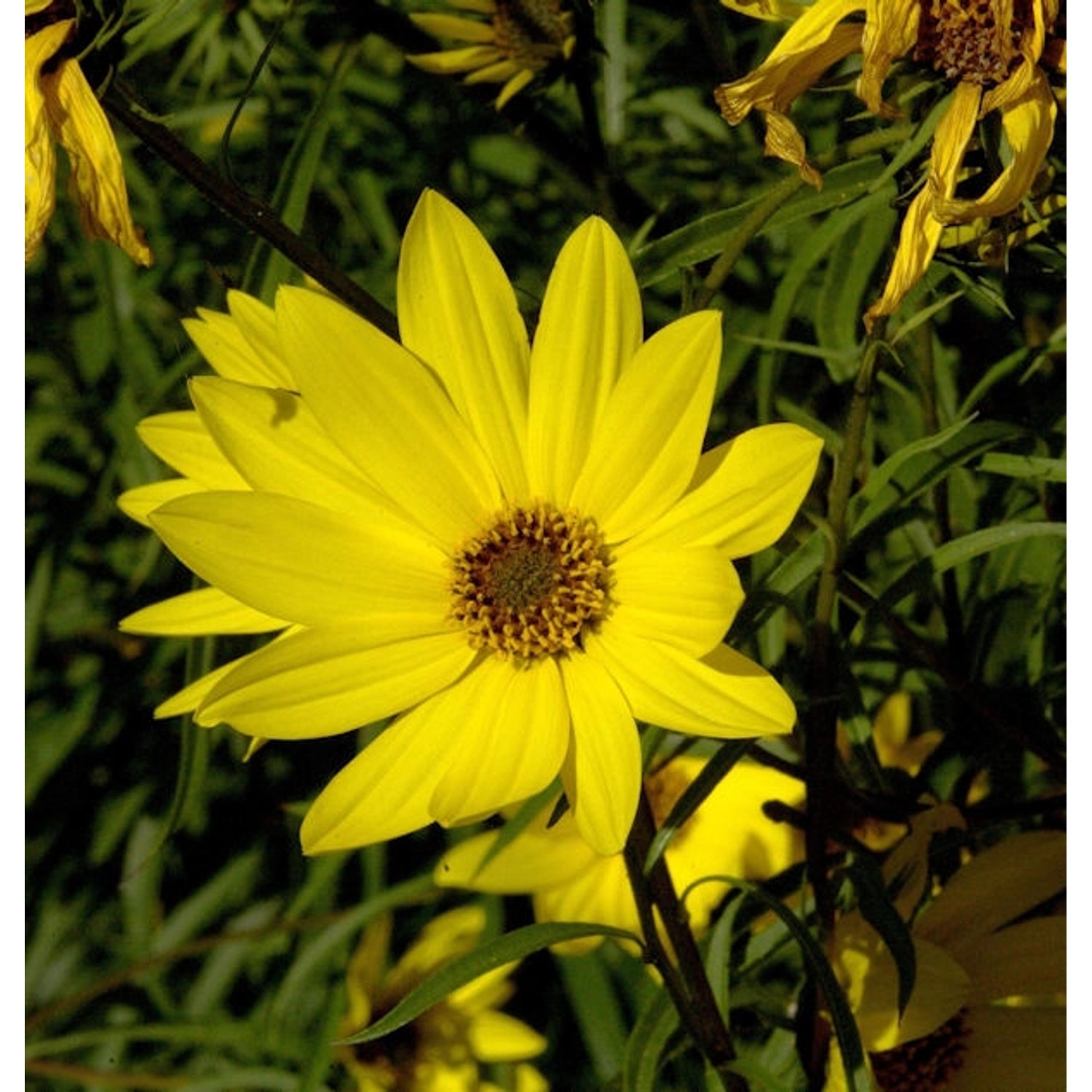 Große Weidenblättrige Sonnenblume - Helianthus orgyalis günstig online kaufen