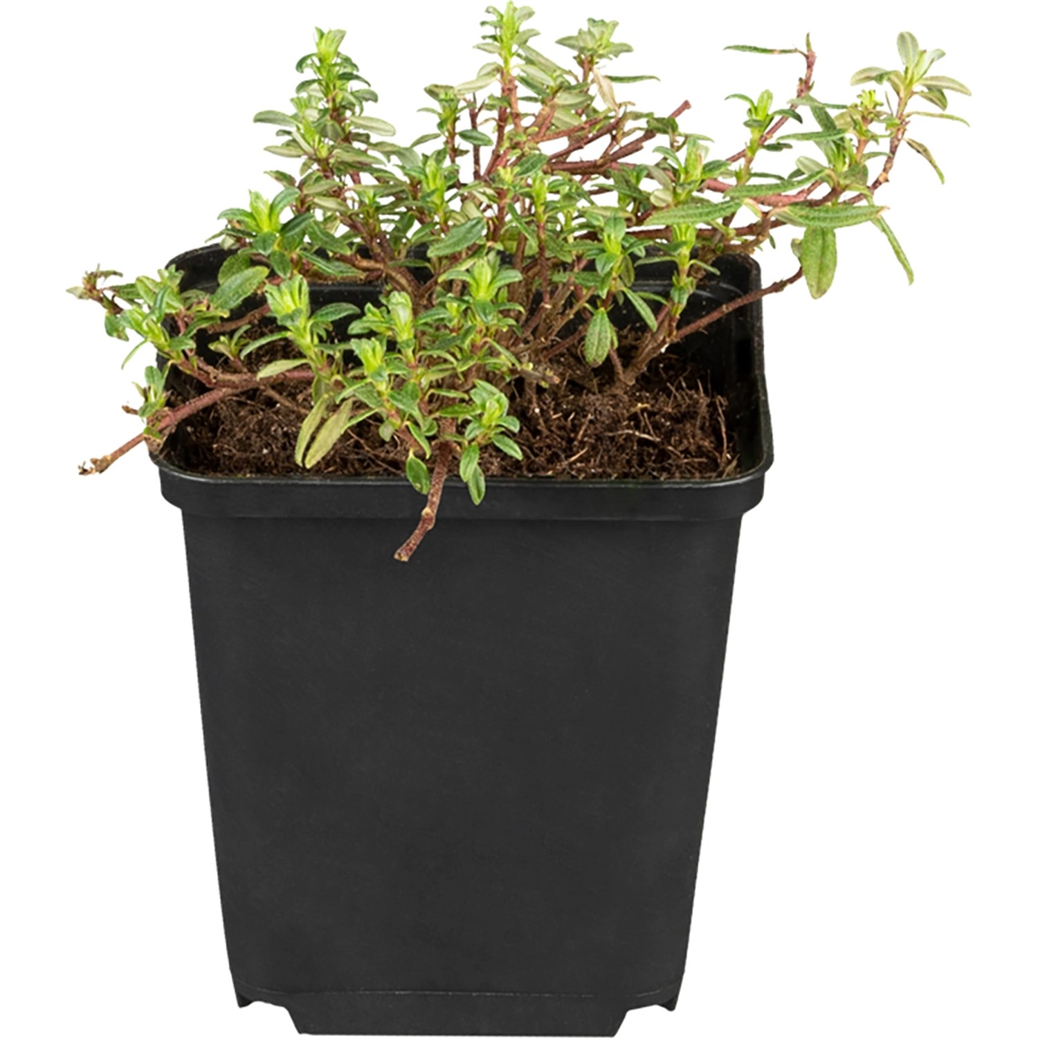 GROW by OBI Garten-Sonnenröschen Cerise Queen Rot Ø ca. 9 x 9 cm Helianthem günstig online kaufen