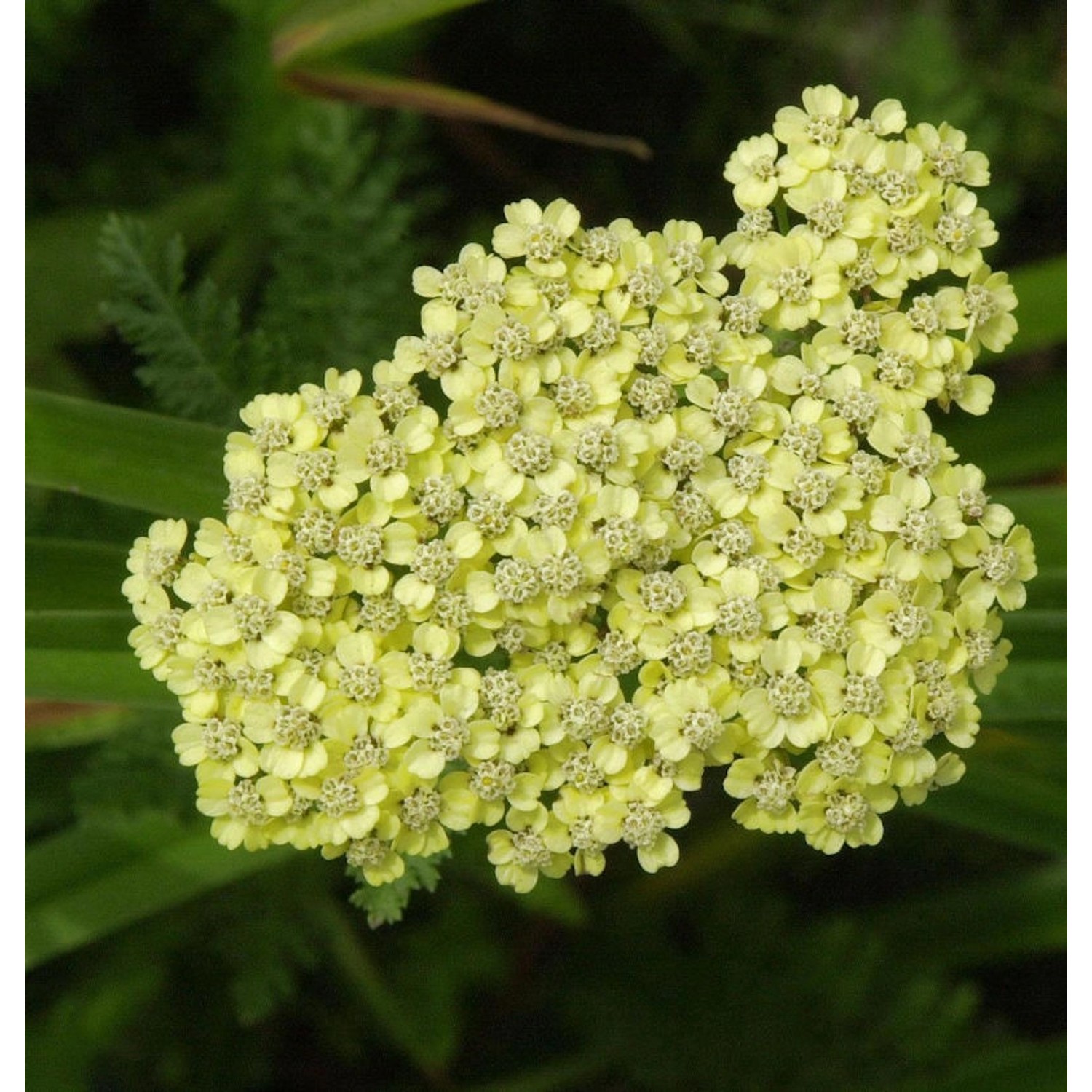 Schafgarbe Anthea - Achillea millefolium günstig online kaufen