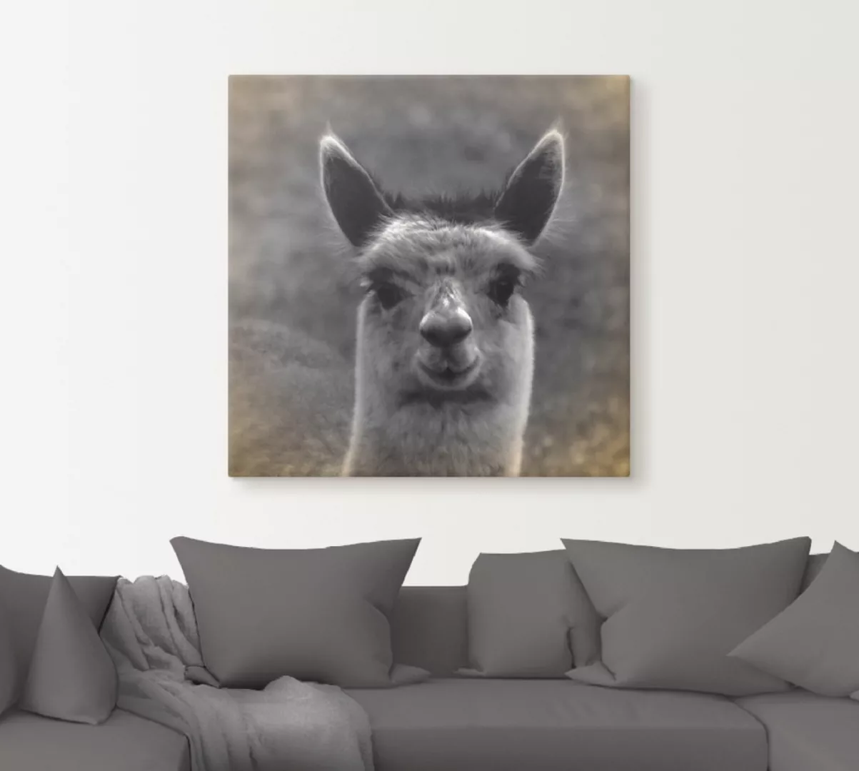 Artland Wandbild "Alpaka Blick", Wildtiere, (1 St.), als Alubild, Outdoorbi günstig online kaufen