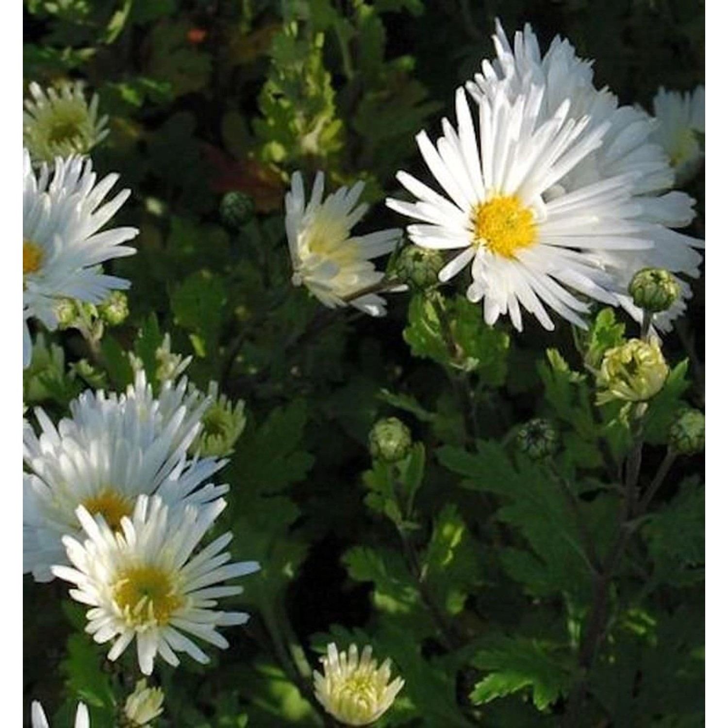 Winteraster Schneesturm - Chrysanthemum hortorum günstig online kaufen