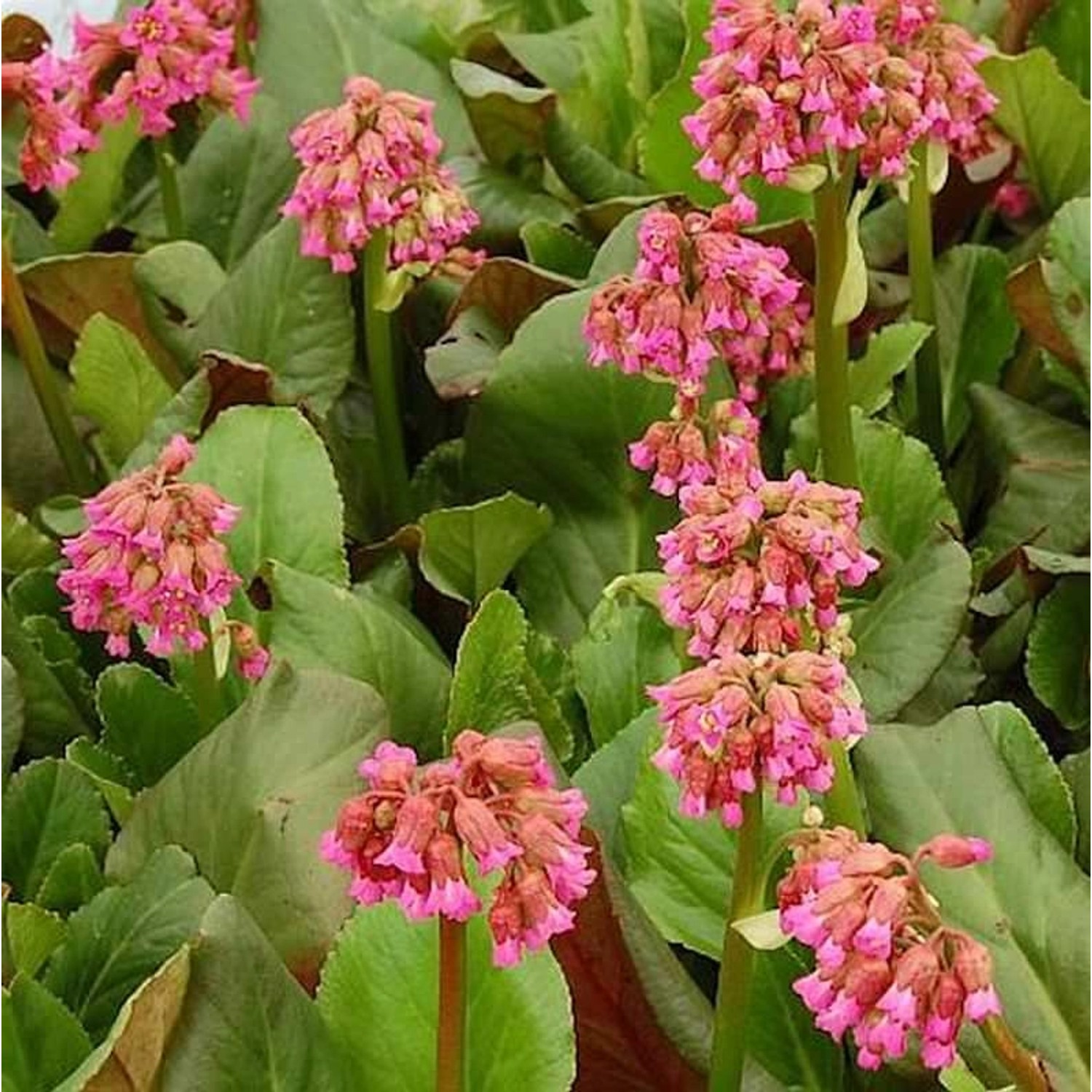 Bergenie Abendglocken - Bergenia cordifolia günstig online kaufen