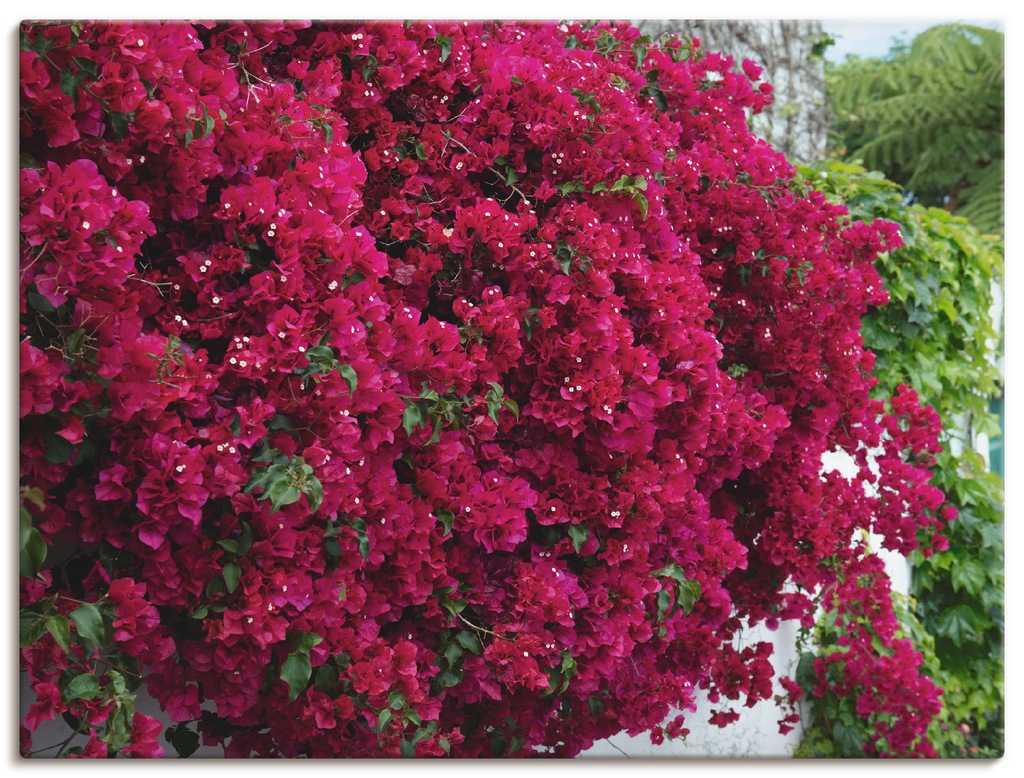 Artland Leinwandbild "Blumen", Blumen, (1 St.), auf Keilrahmen gespannt günstig online kaufen