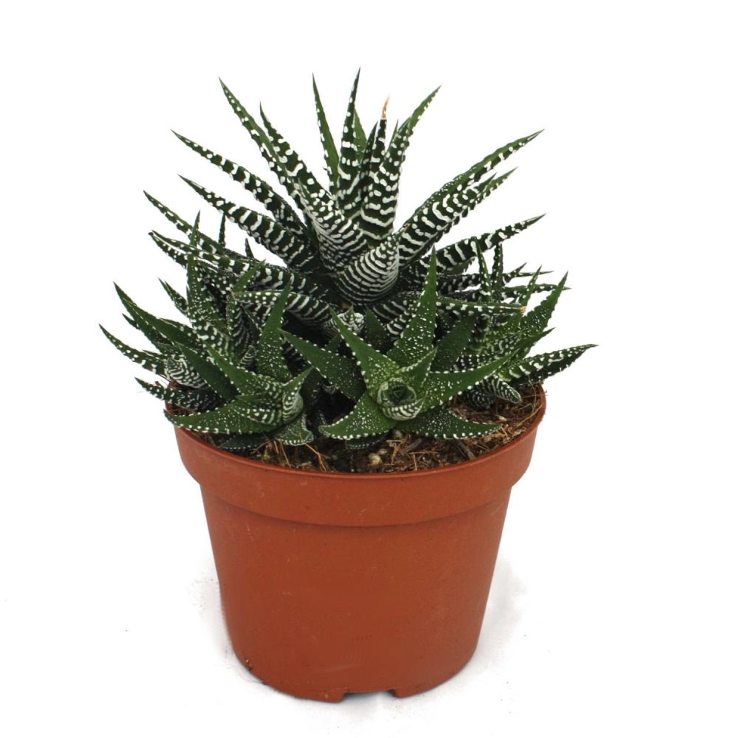 Exotenherz Haworthia Fasciata Zebra-Haworthie im 10,5cm Topf günstig online kaufen