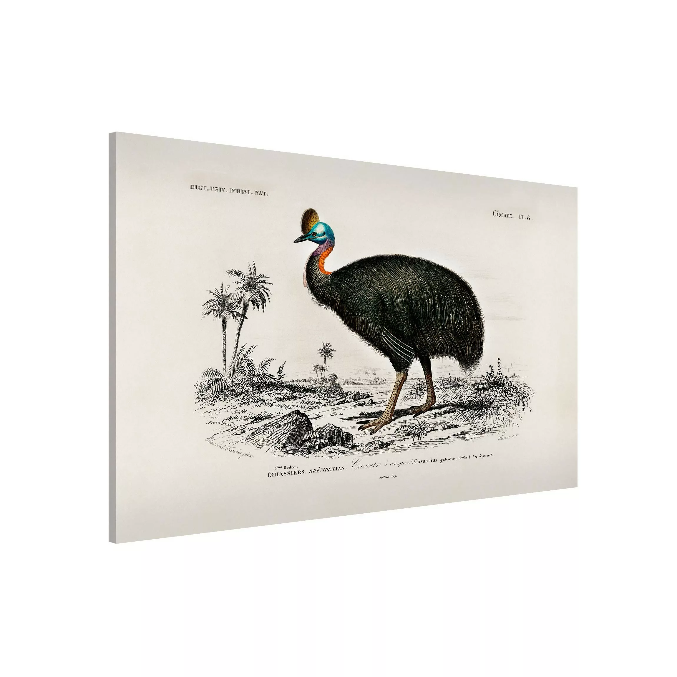 Magnettafel Natur & Landschaft - Querformat 3:2 Vintage Lehrtafel Emu günstig online kaufen