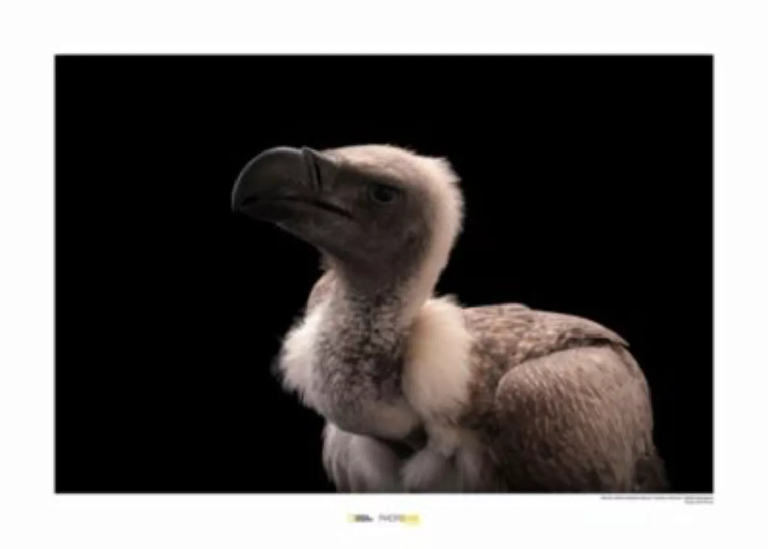 KOMAR Wandbild - African White-backed Vulture - Größe: 70 x 50 cm mehrfarbi günstig online kaufen