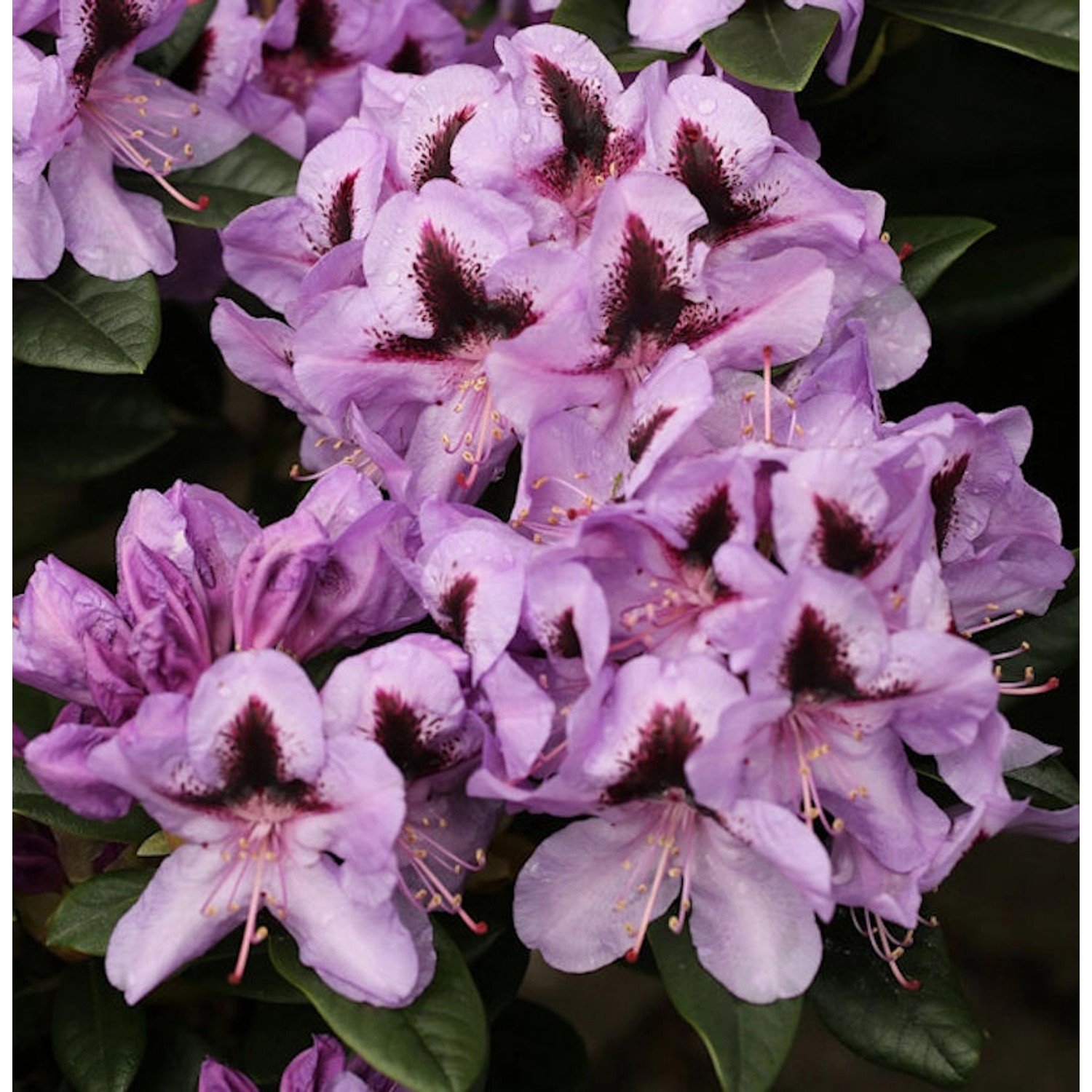 INKARHO - Großblumige Rhododendron Christiane Herzog 25-30cm - Alpenrose günstig online kaufen