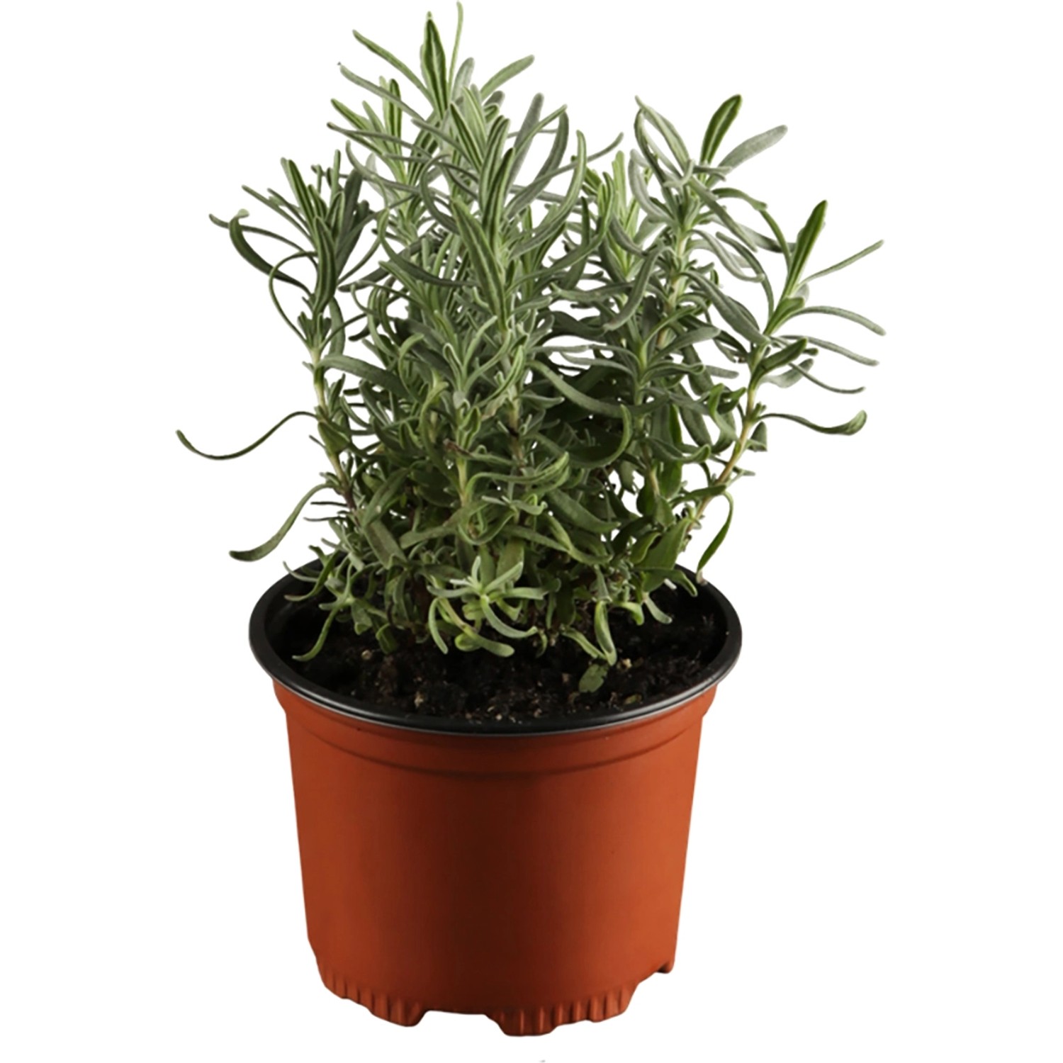 GROW by OBI Lavendel Dwarf Blue Violett Topf-Ø ca. 9 cm x 9 cm L.angustifol günstig online kaufen