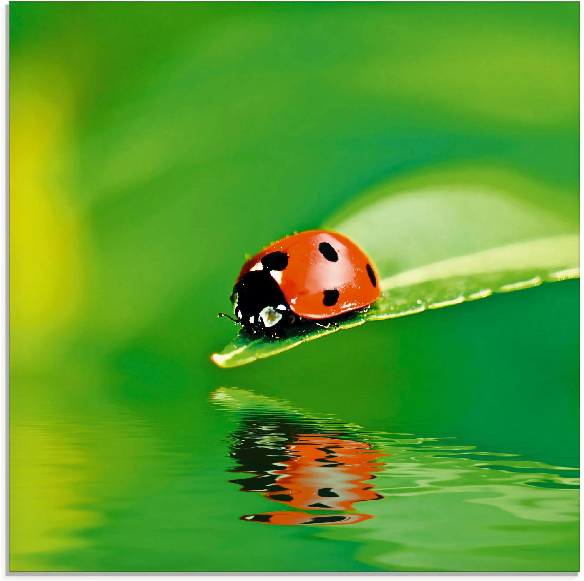 Artland Glasbild "Marienkäfer auf einem Blatt", Insekten, (1 St.) günstig online kaufen