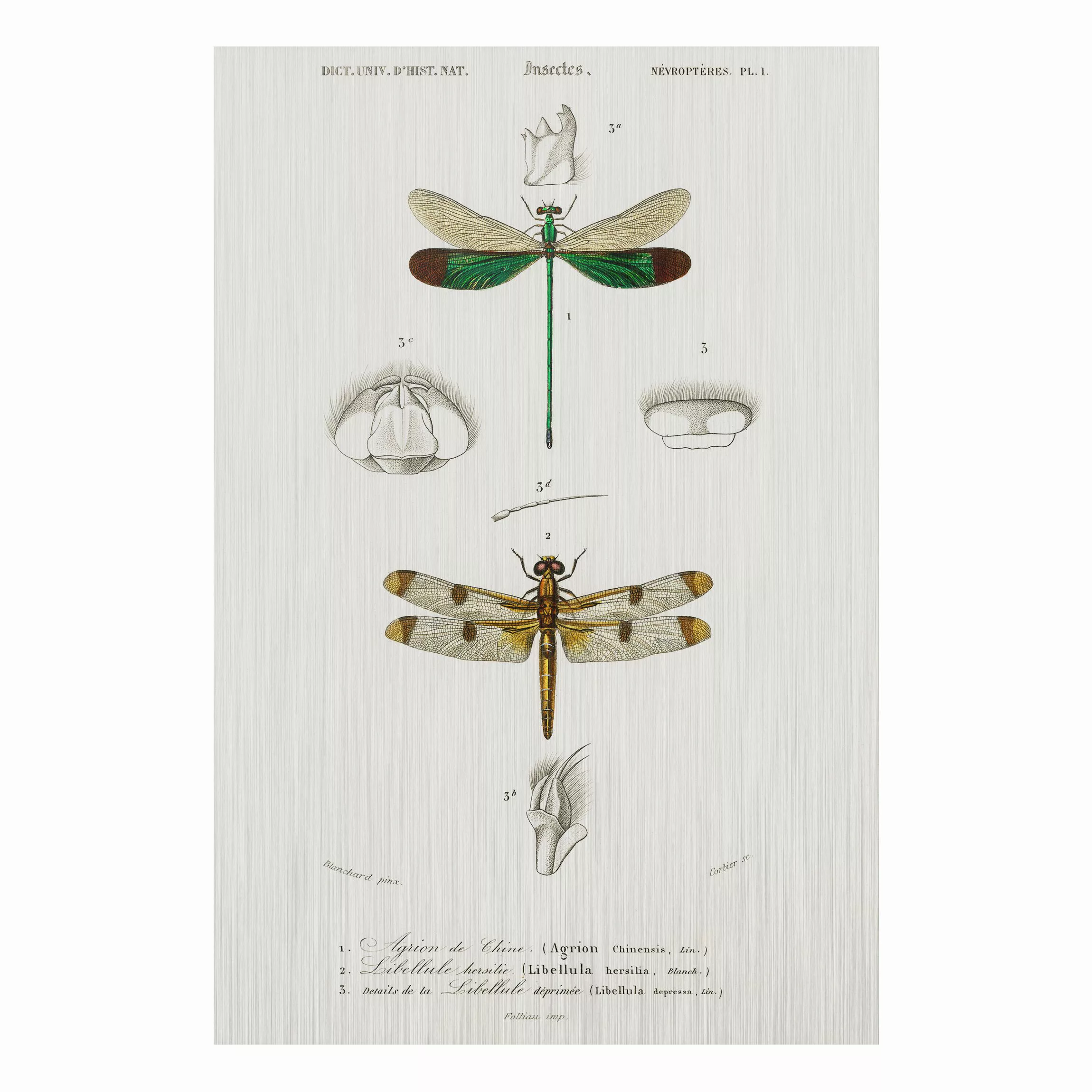 Alu-Dibond Bild Tiere - Hochformat 2:3 Vintage Lehrtafel Libellen günstig online kaufen