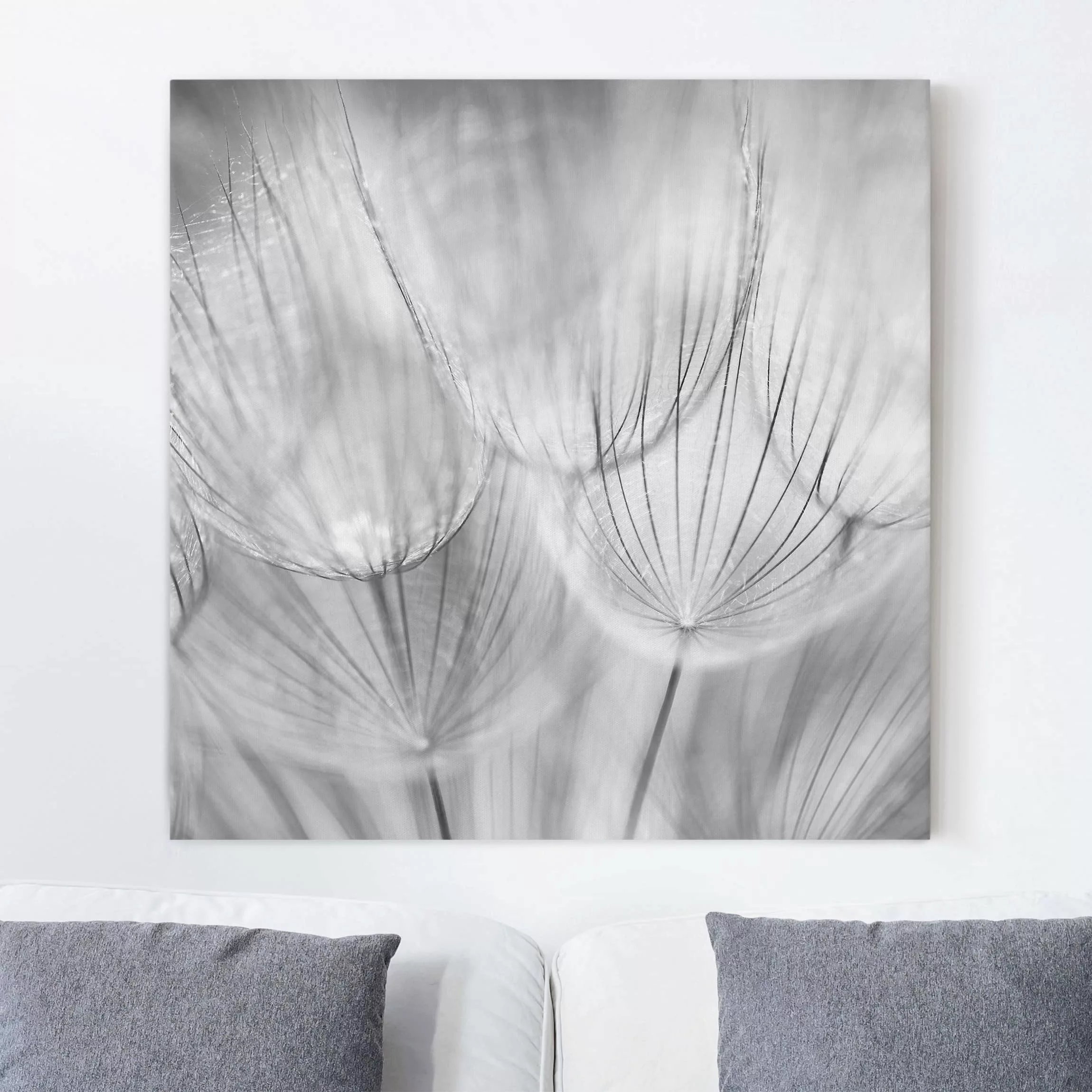 Leinwandbild Blumen - Quadrat Pusteblumen Makroaufnahme in schwarz weiß günstig online kaufen