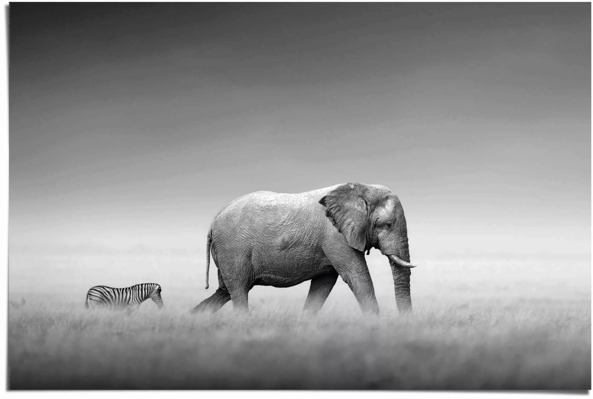 Reinders Poster "Könige der Natur Elefant", (1 St.) günstig online kaufen