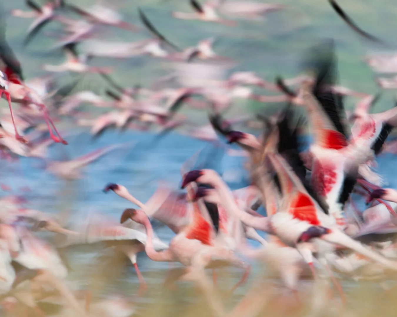 Fototapete "Flamingos" 4,00x2,50 m / Strukturvlies Klassik günstig online kaufen