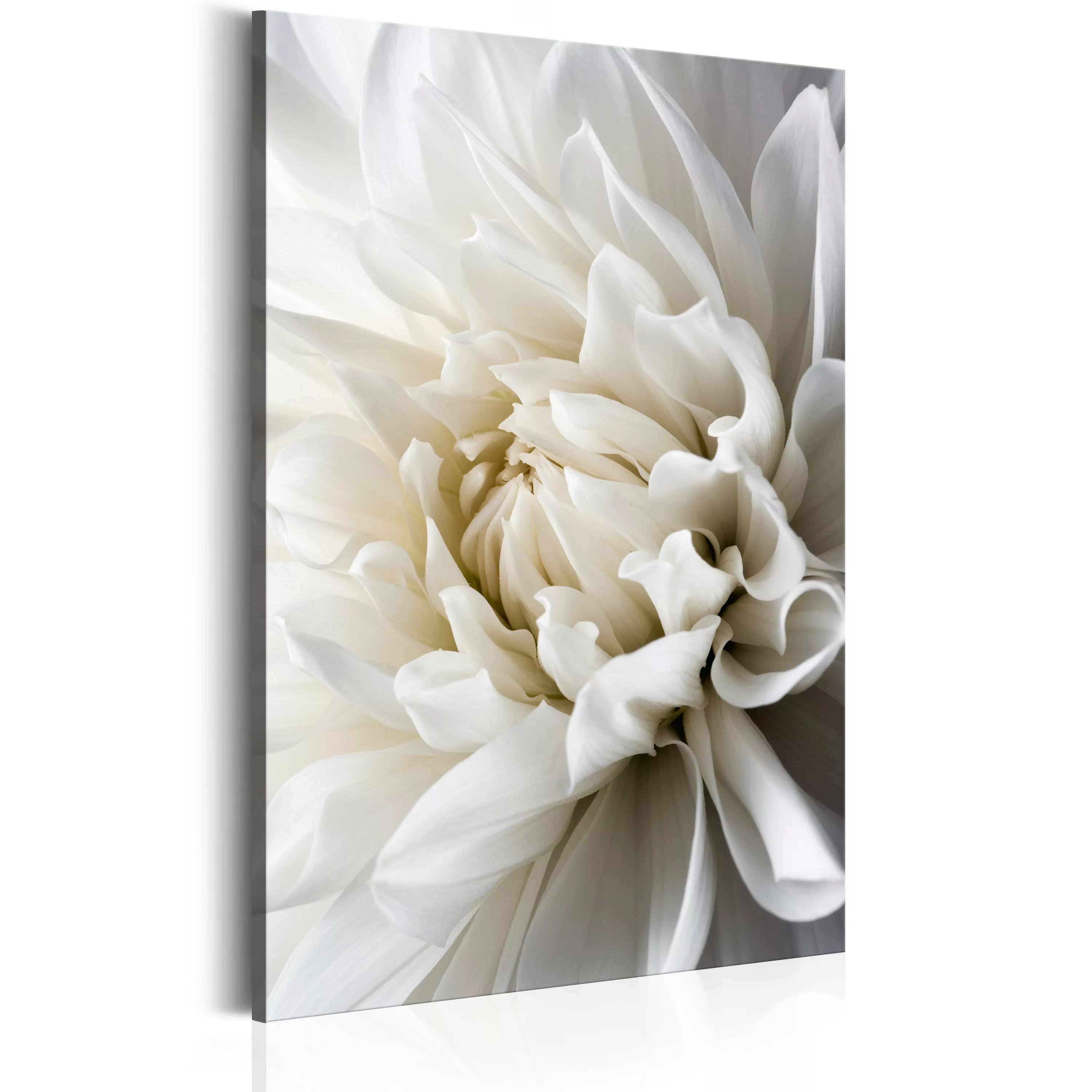 Wandbild - White Dahlia günstig online kaufen