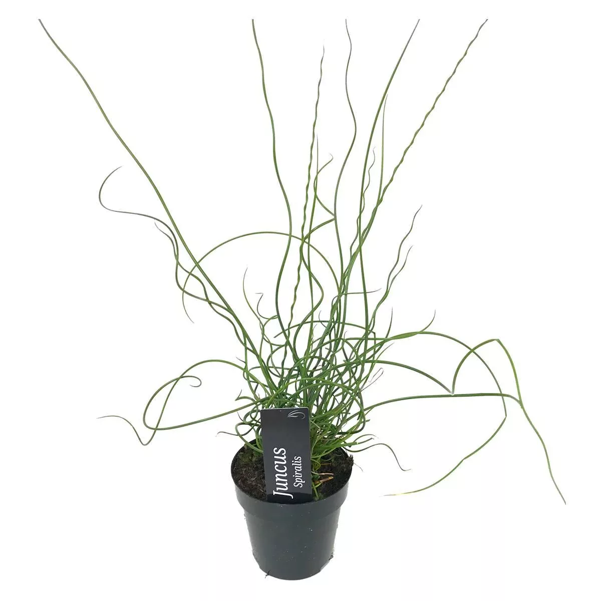 Casa Caron | Juncus Spiralis günstig online kaufen