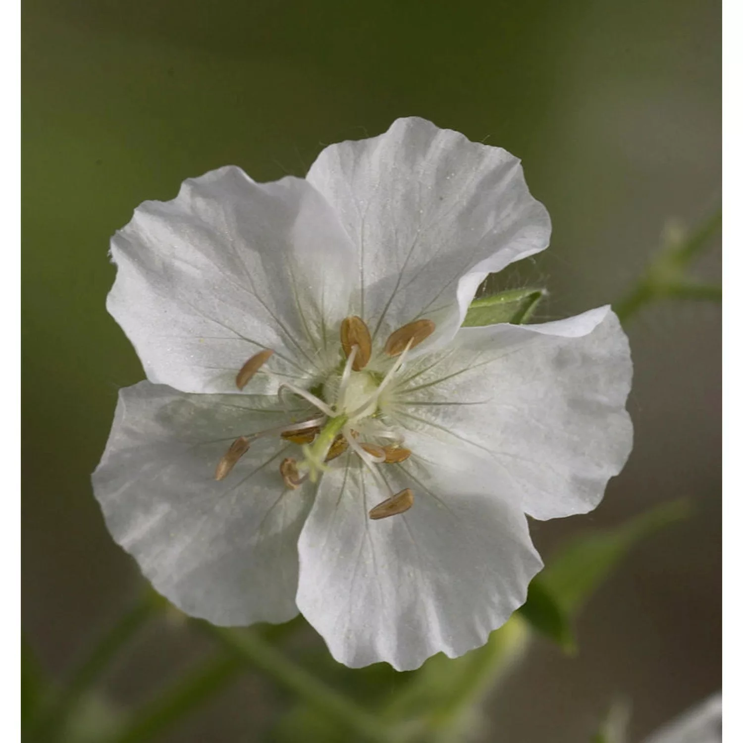 Wiesenstorchschnabel Albiflorum - Geranium pratense günstig online kaufen