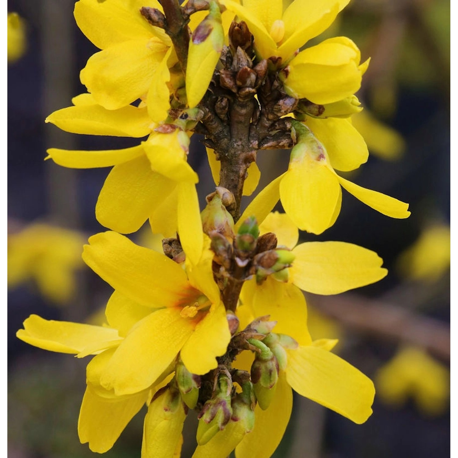 Hochstamm Forsythie Week End 80-100cm - Forsythia intermedia günstig online kaufen