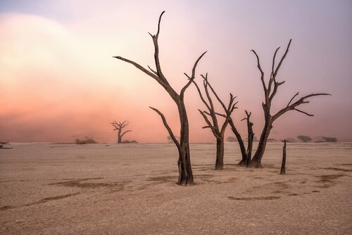 Papermoon Fototapete »Photo-Art GIUSEPPE DAMICO, NEBEL IN DEADVLEI« günstig online kaufen