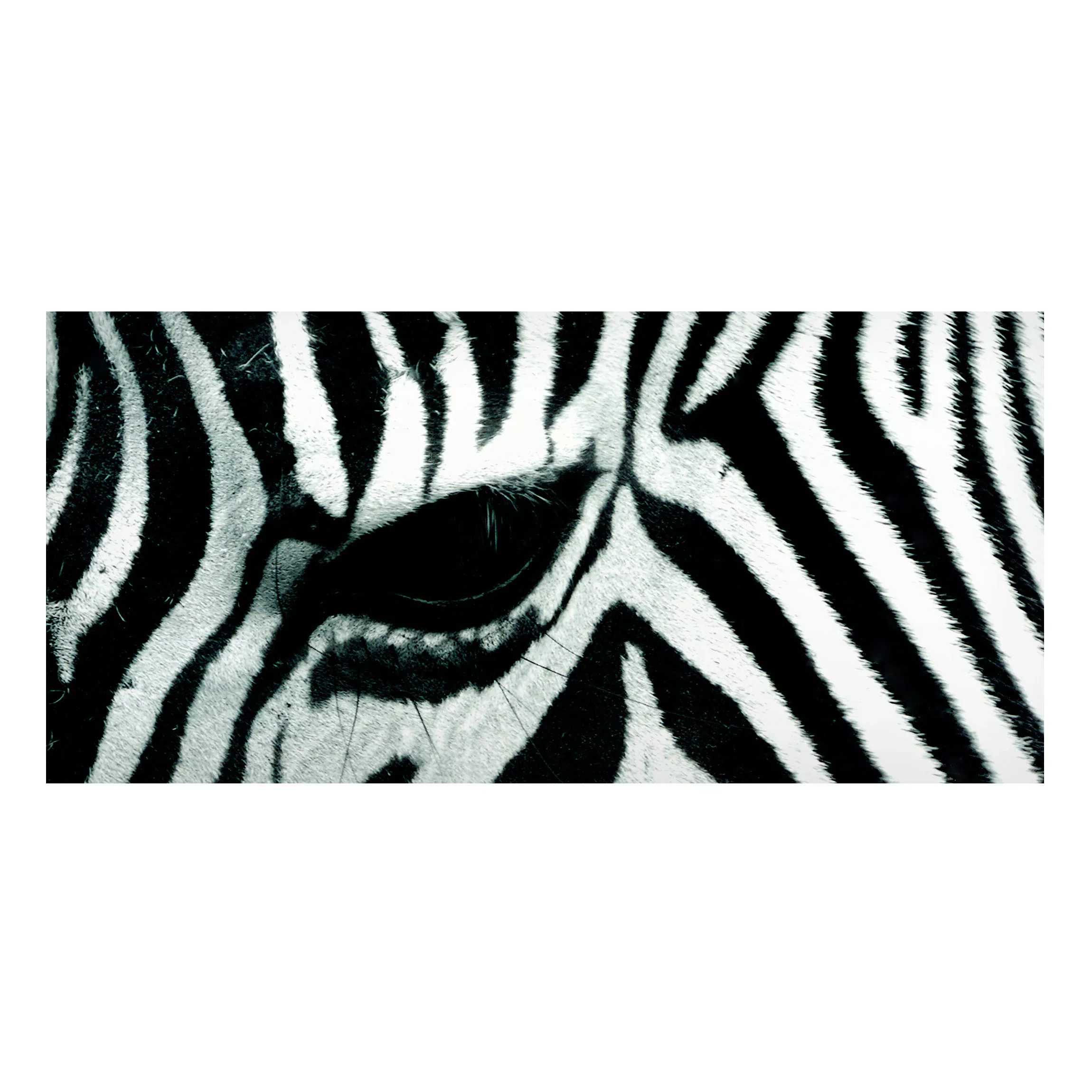 Magnettafel Tiere - Querformat 2:1 Zebra Crossing günstig online kaufen