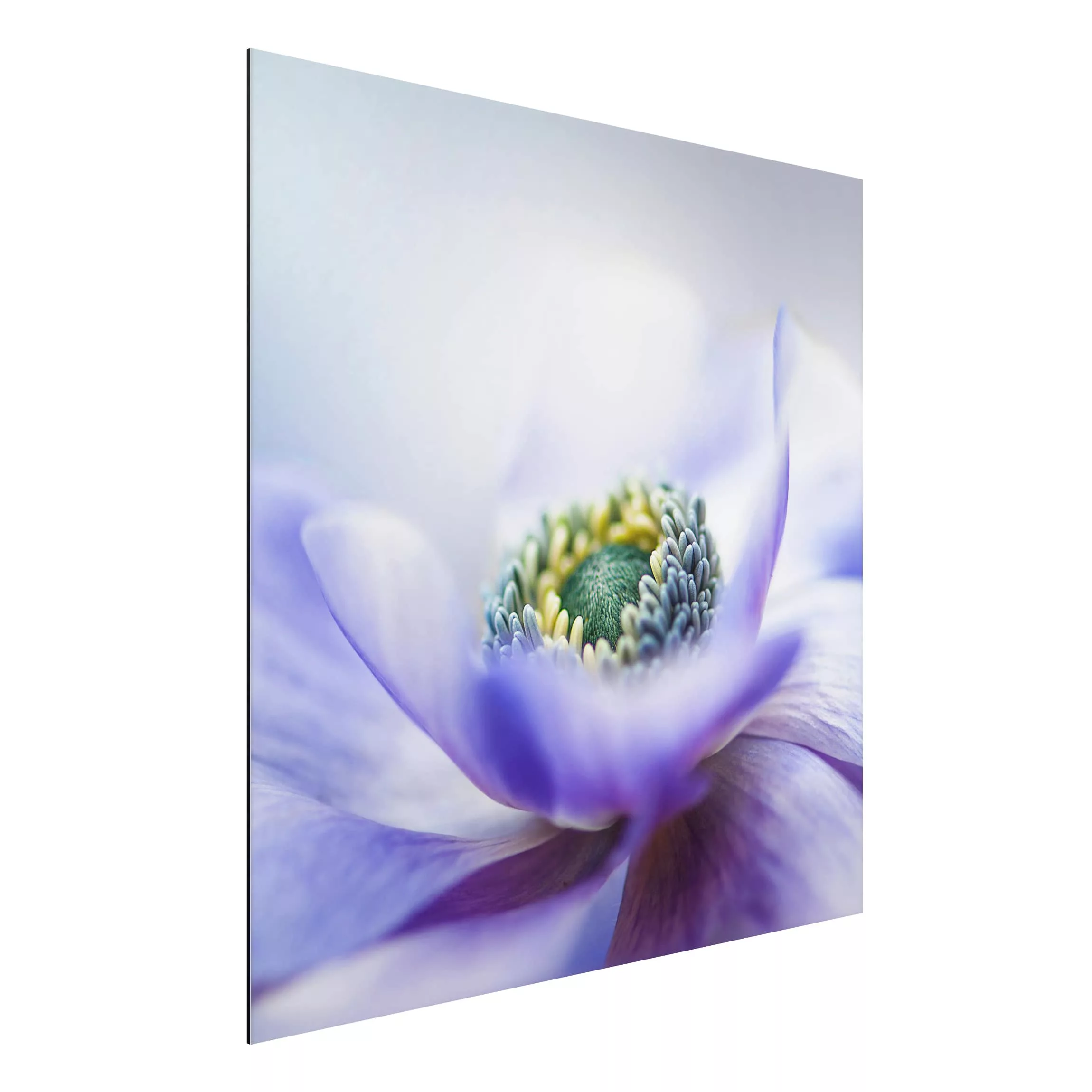 Alu-Dibond Bild Blumen - Quadrat Anemone De Caen günstig online kaufen