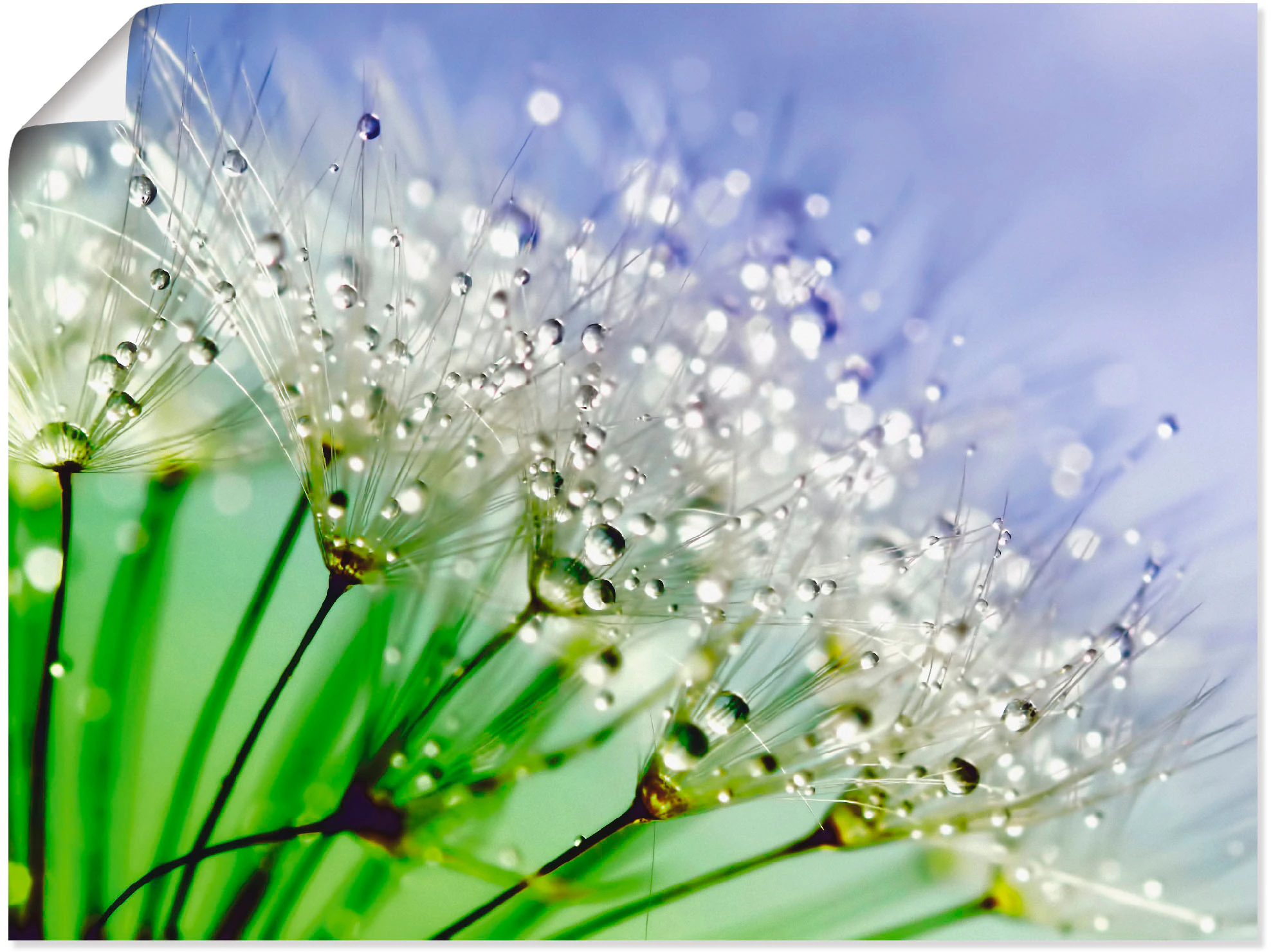 Artland Wandbild "Glitzernde Pusteblume III", Blumen, (1 St.), als Leinwand günstig online kaufen