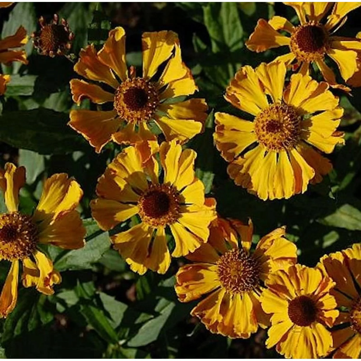 Sonnenbraut Feuersiegel - Helenium cultorum günstig online kaufen