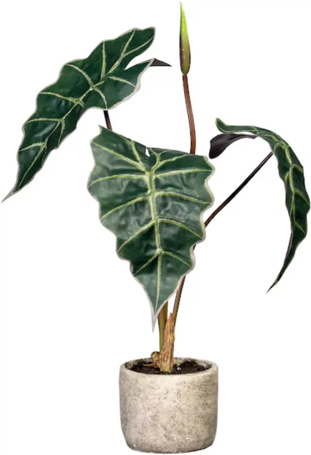 Creativ green Künstliche Zimmerpflanze "Alocasia", im Zementtopf günstig online kaufen