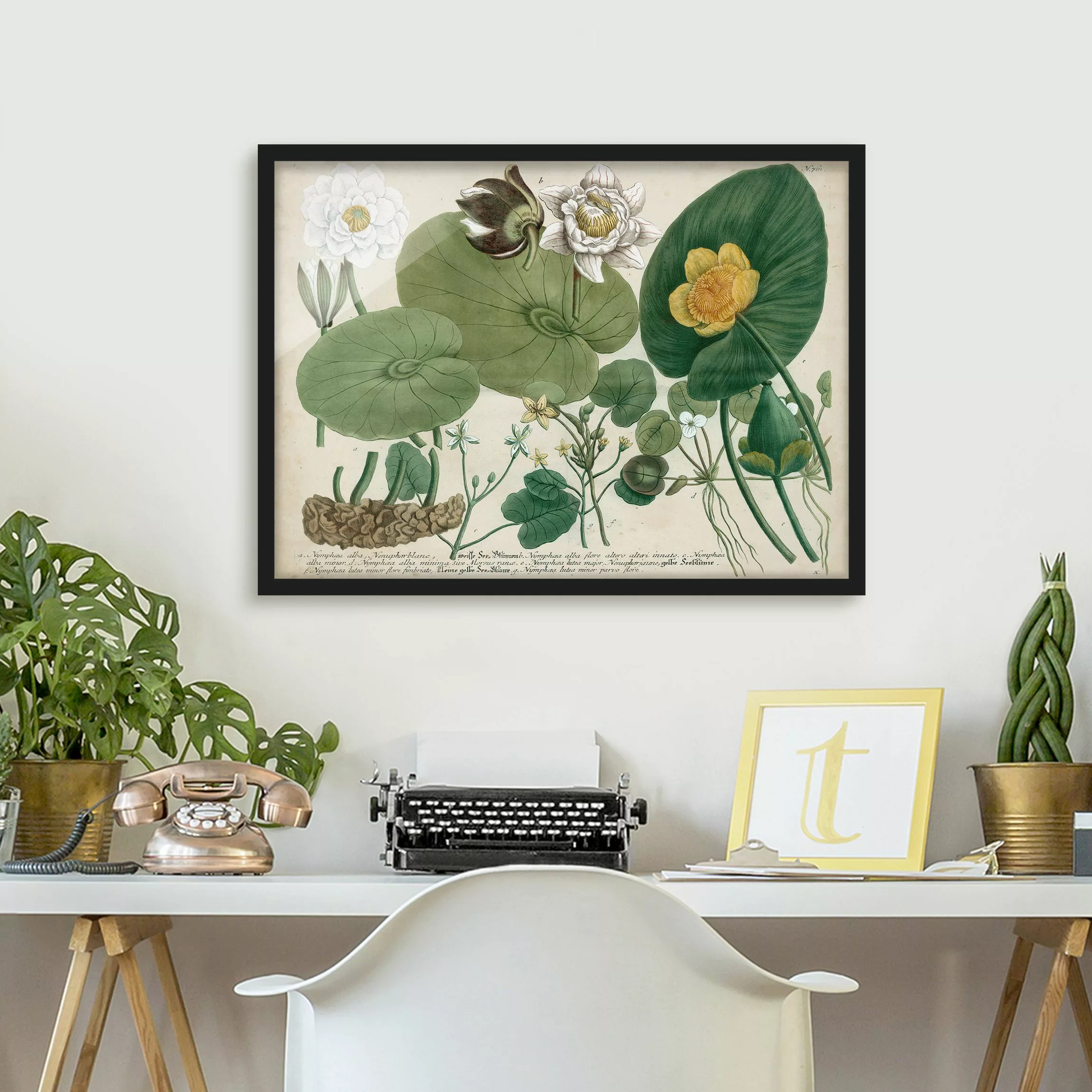 Bild mit Rahmen Blumen - Querformat Vintage Illustration Weiße Wasserlilie günstig online kaufen