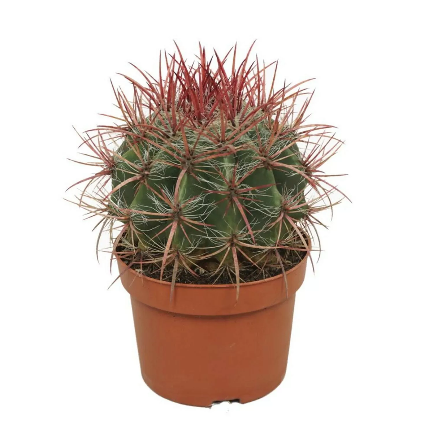 Exotenherz Roter Teufelszungen Kaktus Ferocactus Stainesii Pflegeleichte Zi günstig online kaufen