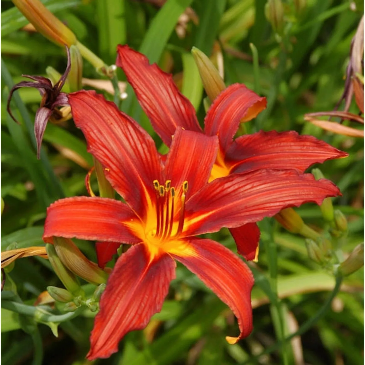 Taglilie Crimson Pirate - Hemerocallis günstig online kaufen