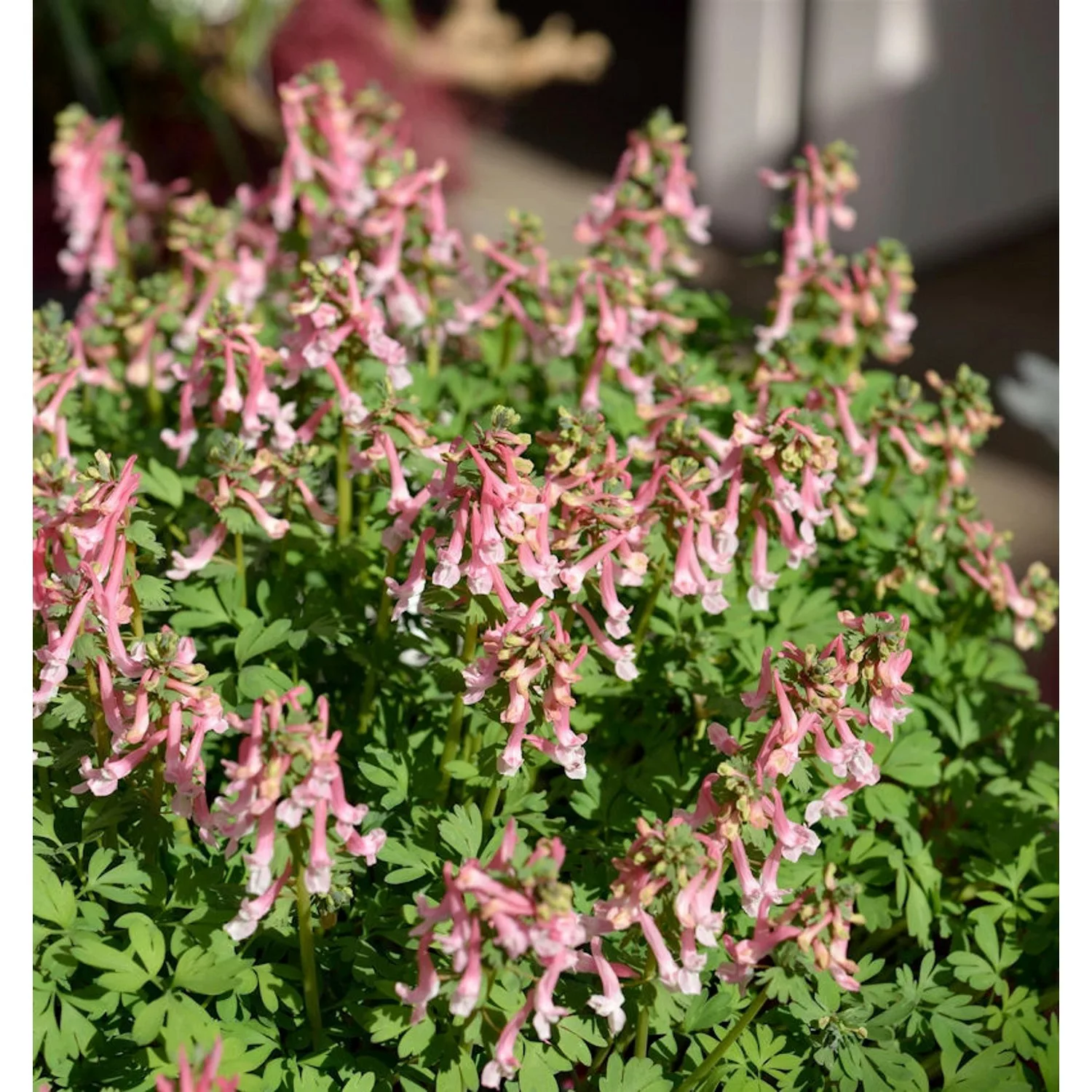 Gefingerter Lerchensporn - Corydalis solida günstig online kaufen