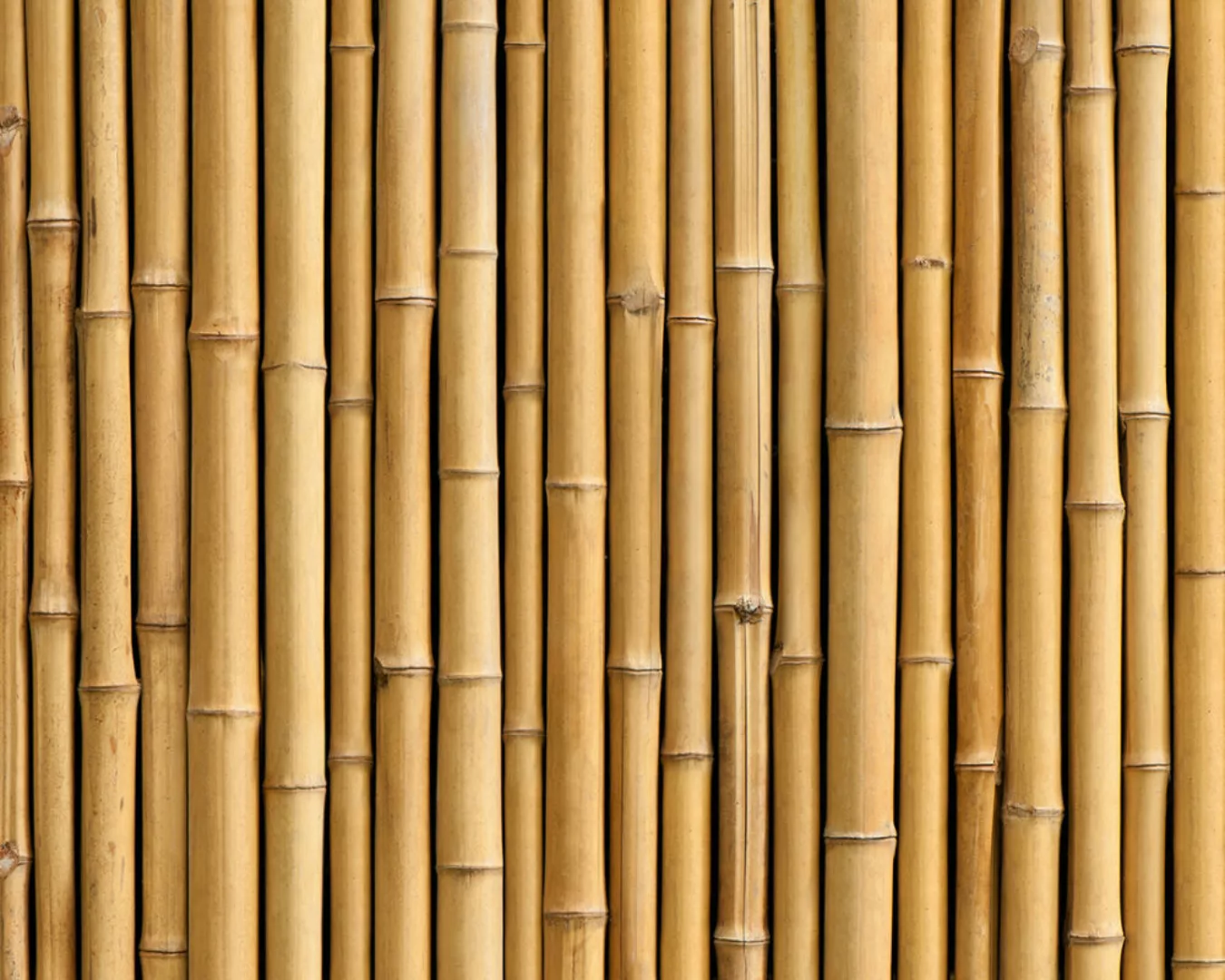 Fototapete "Bambus beige" 4,00x2,50 m / Strukturvlies Klassik günstig online kaufen