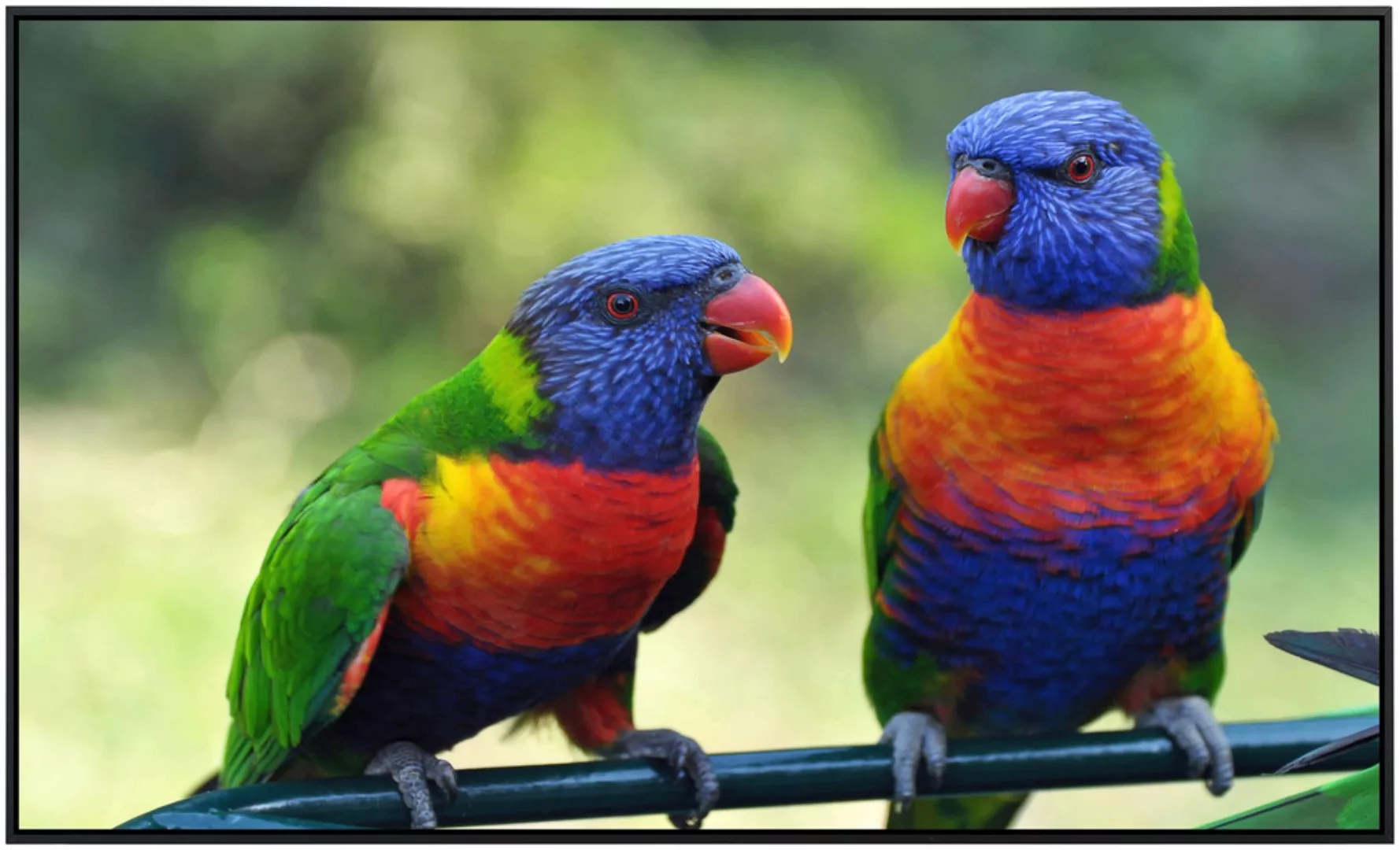 Papermoon Infrarotheizung »Regenbogen Lorikeets Vögel« günstig online kaufen
