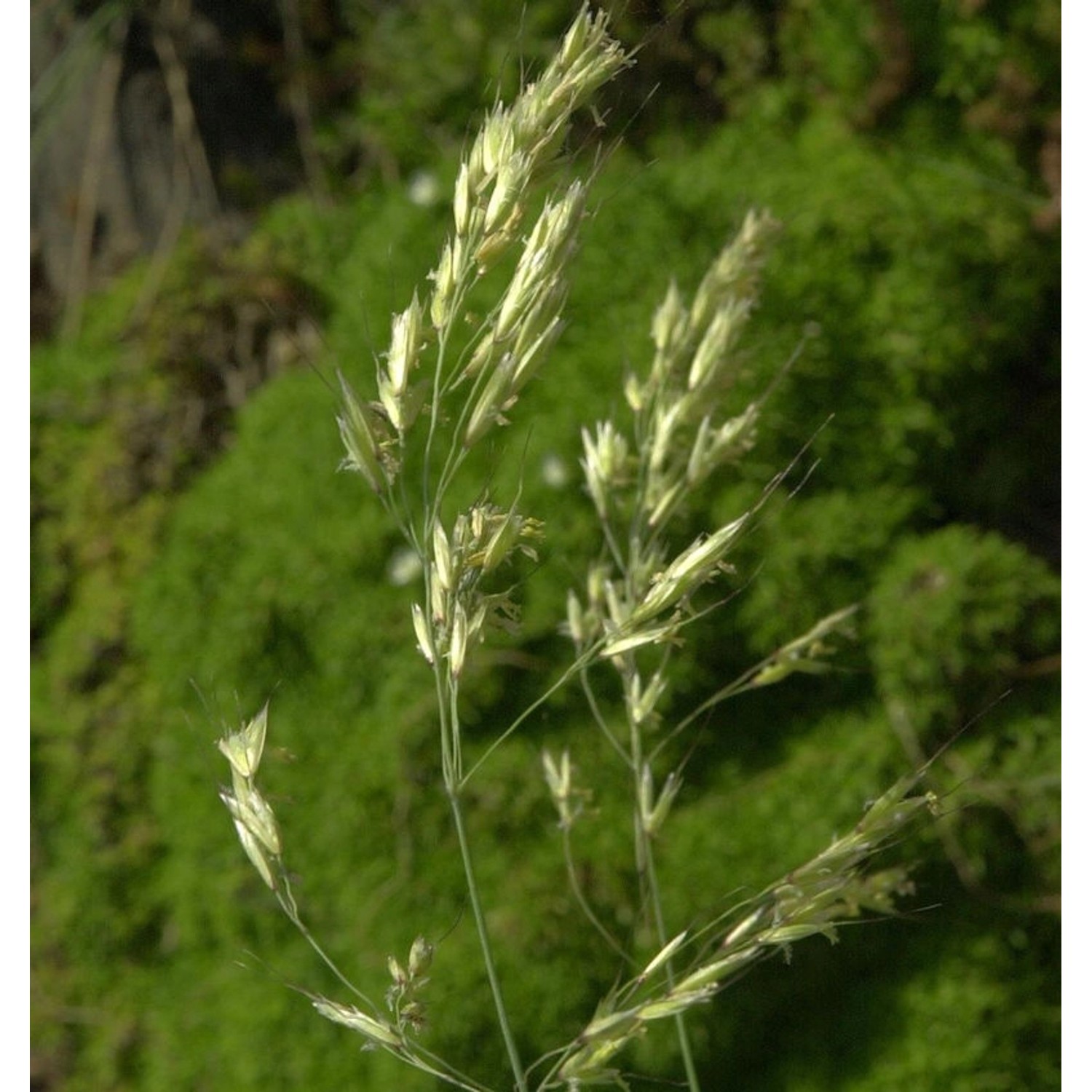 Blaustrahlhafer Pendula - Helictotrichon sempervirens günstig online kaufen