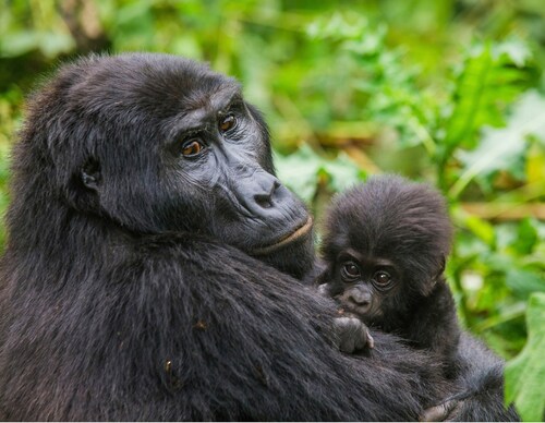 Papermoon Fototapete »Gorilla mit Baby« günstig online kaufen