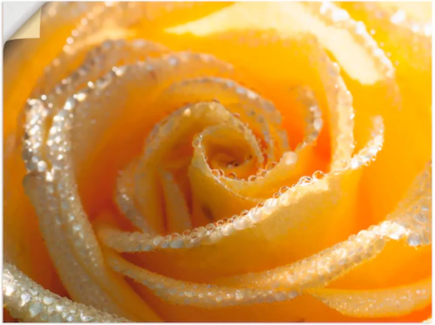 Artland Wandbild "Gelbe Rose Makro", Blumen, (1 St.) günstig online kaufen
