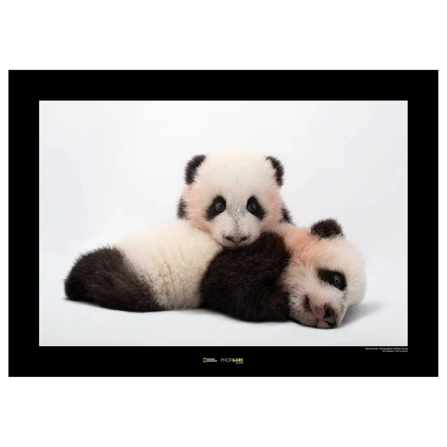 KOMAR Wandbild - Giant Panda - Größe: 70 x 50 cm mehrfarbig Gr. one size günstig online kaufen