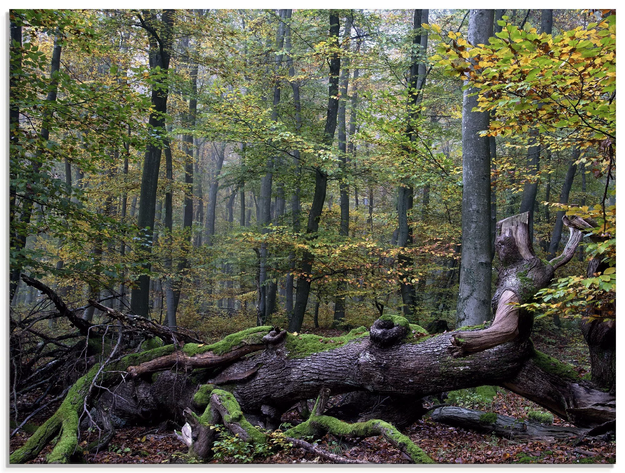 Artland Glasbild "Ein alter Riese, neuer Lebensraum", Wald, (1 St.), in ver günstig online kaufen