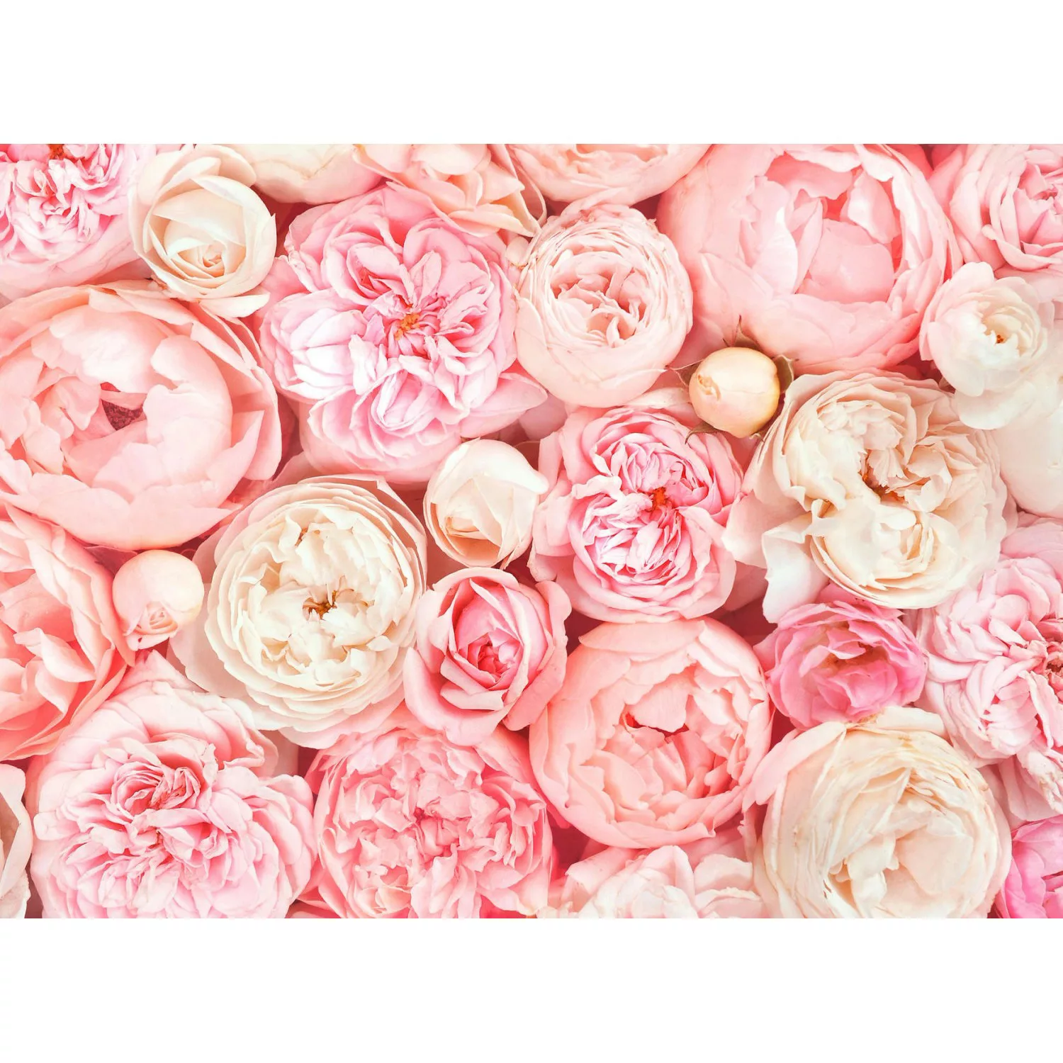 Fototapete Blumen Rosen Blüten Weiß Rosa 3,50 m x 2,55 m FSC® günstig online kaufen