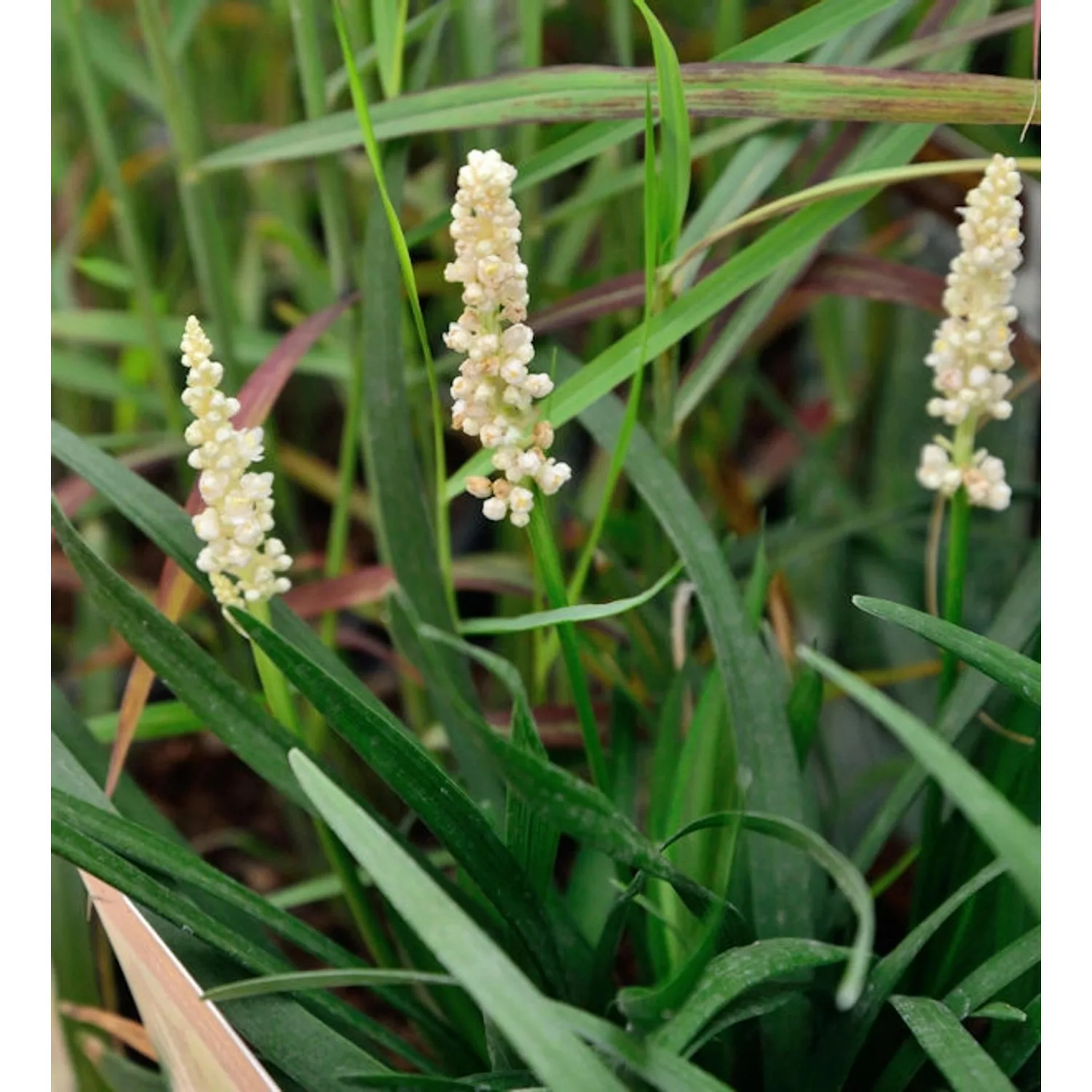 Lilientraube Monroe White - Liriope muscaria günstig online kaufen