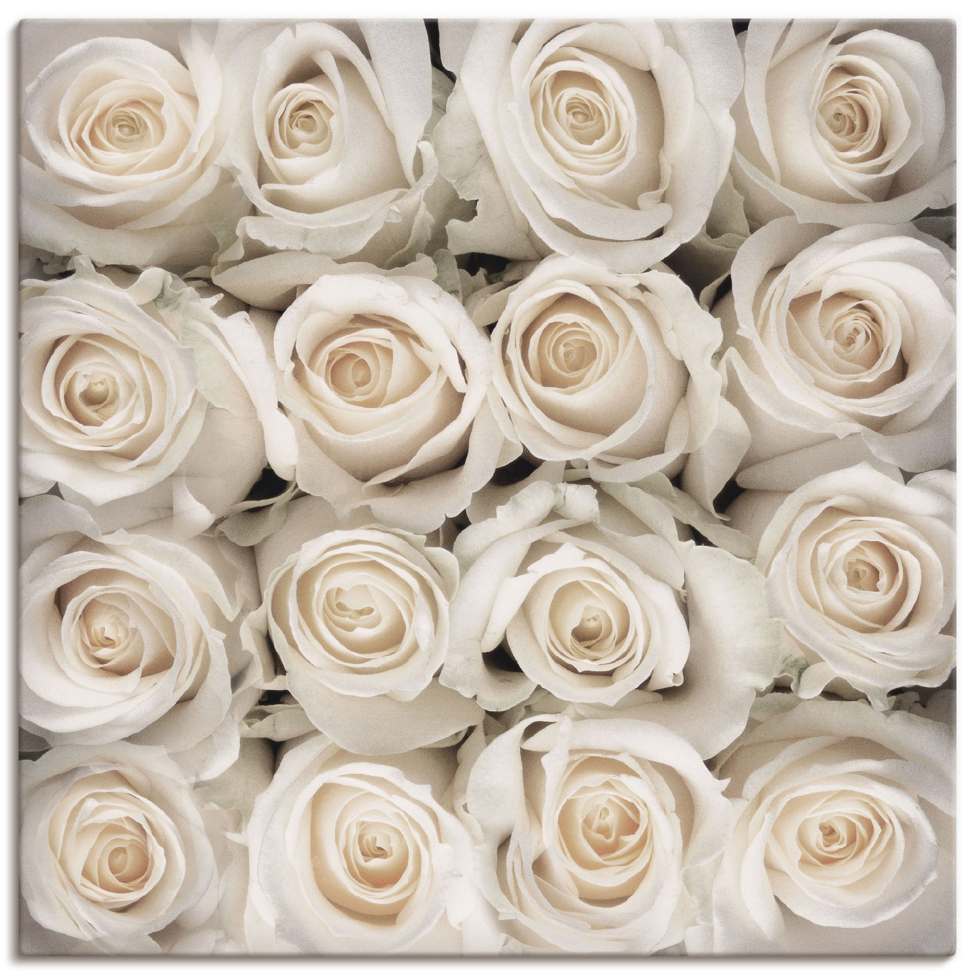 Artland Leinwandbild "Weiße Rosenkreation", Blumen, (1 St.), auf Keilrahmen günstig online kaufen