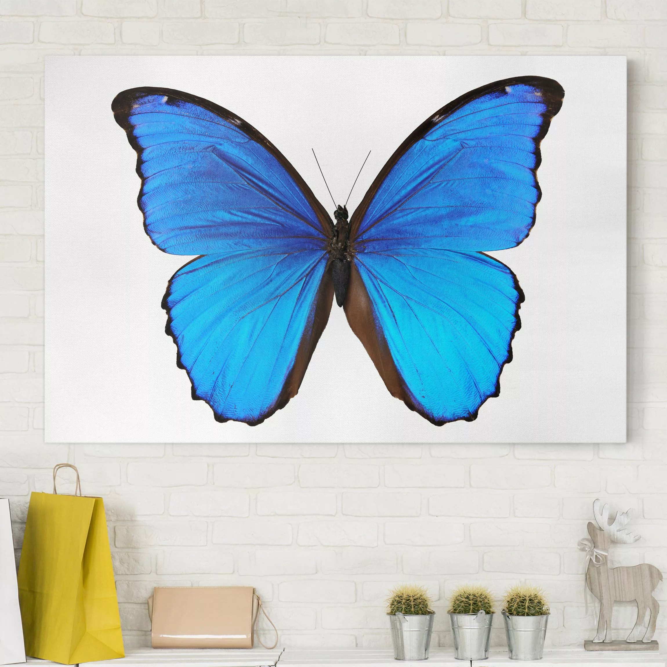 Leinwandbild Schmetterling - Querformat Blauer Morphofalter günstig online kaufen