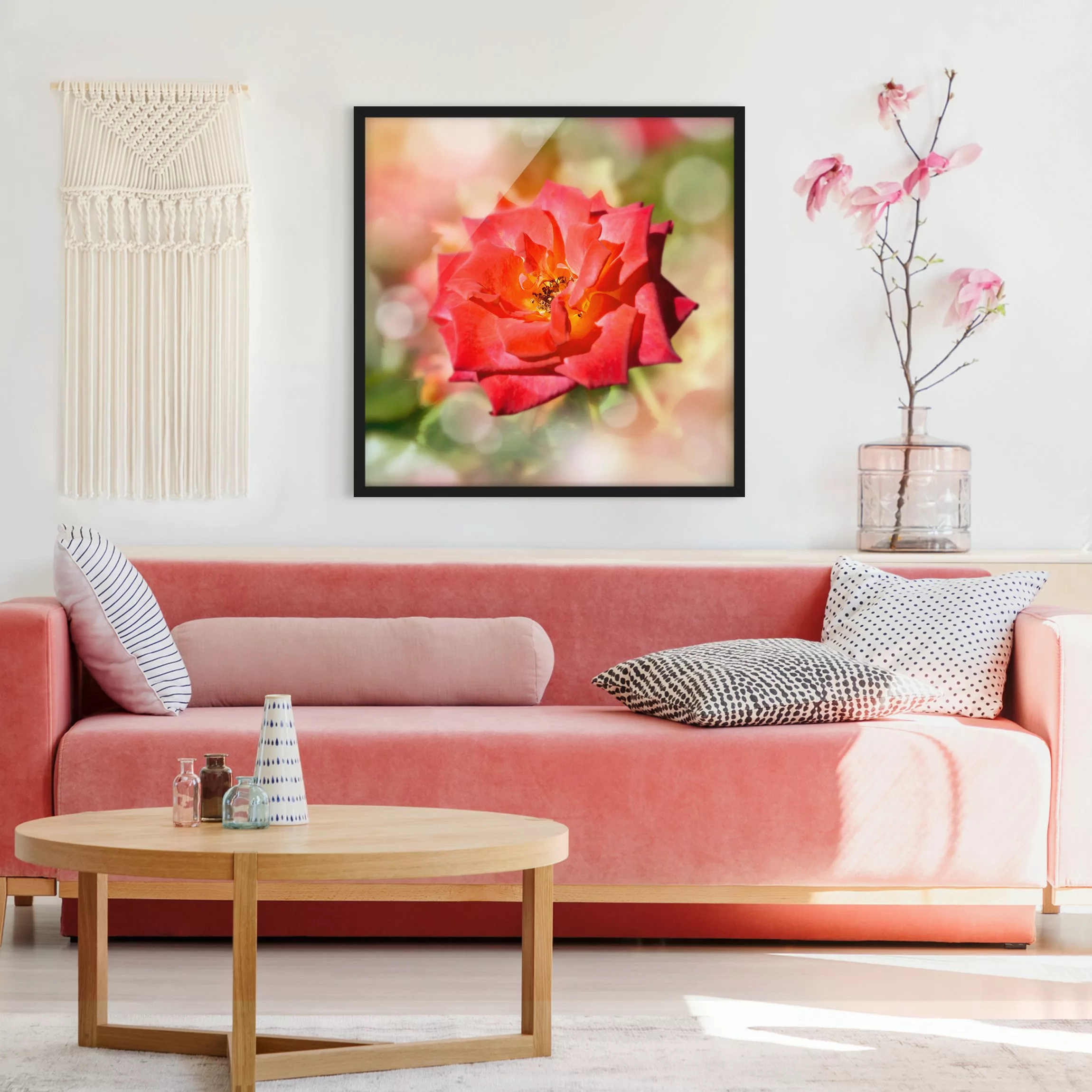 Bild mit Rahmen Blumen - Quadrat No.YK19 Shining Rose günstig online kaufen