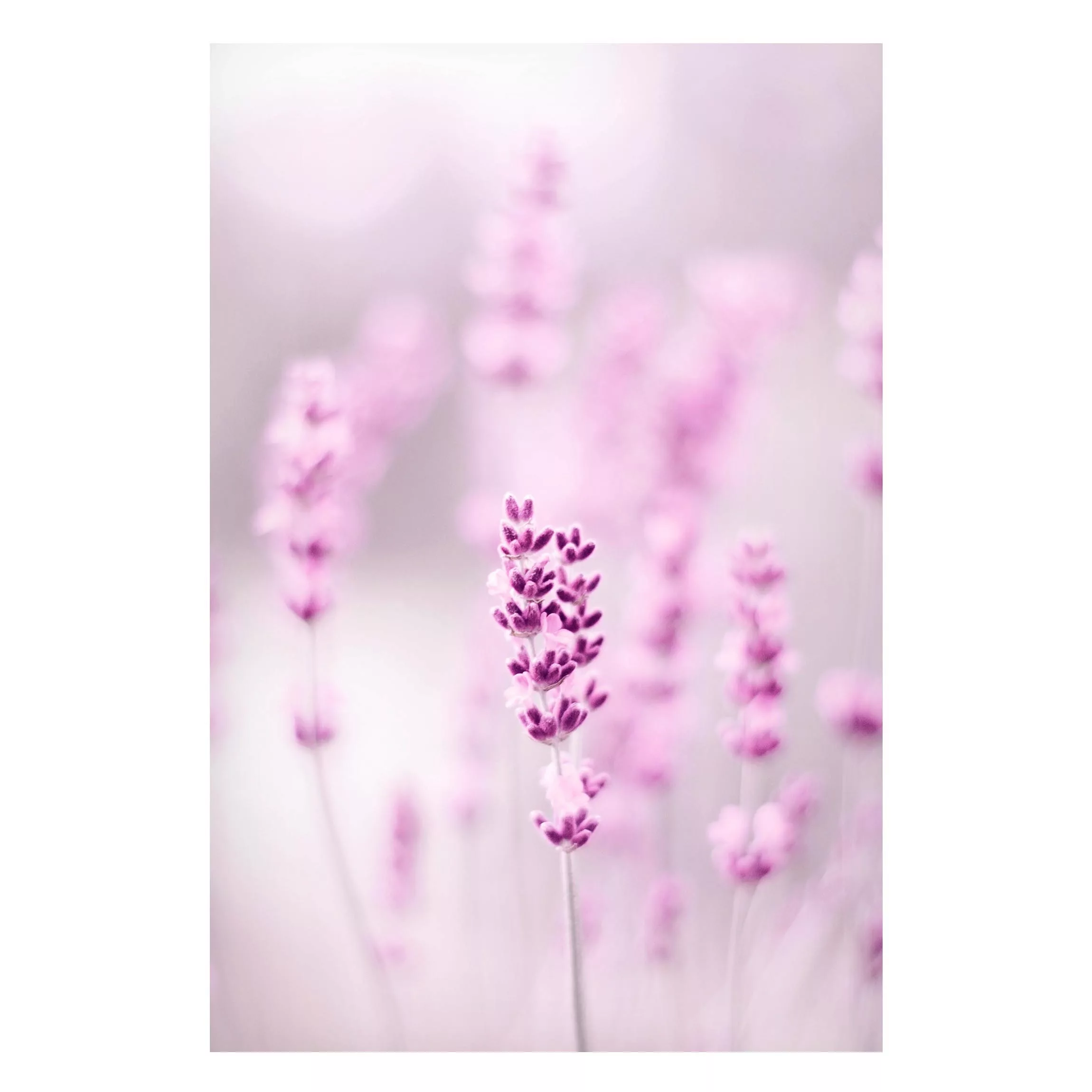 Magnettafel Zartvioletter Lavendel günstig online kaufen