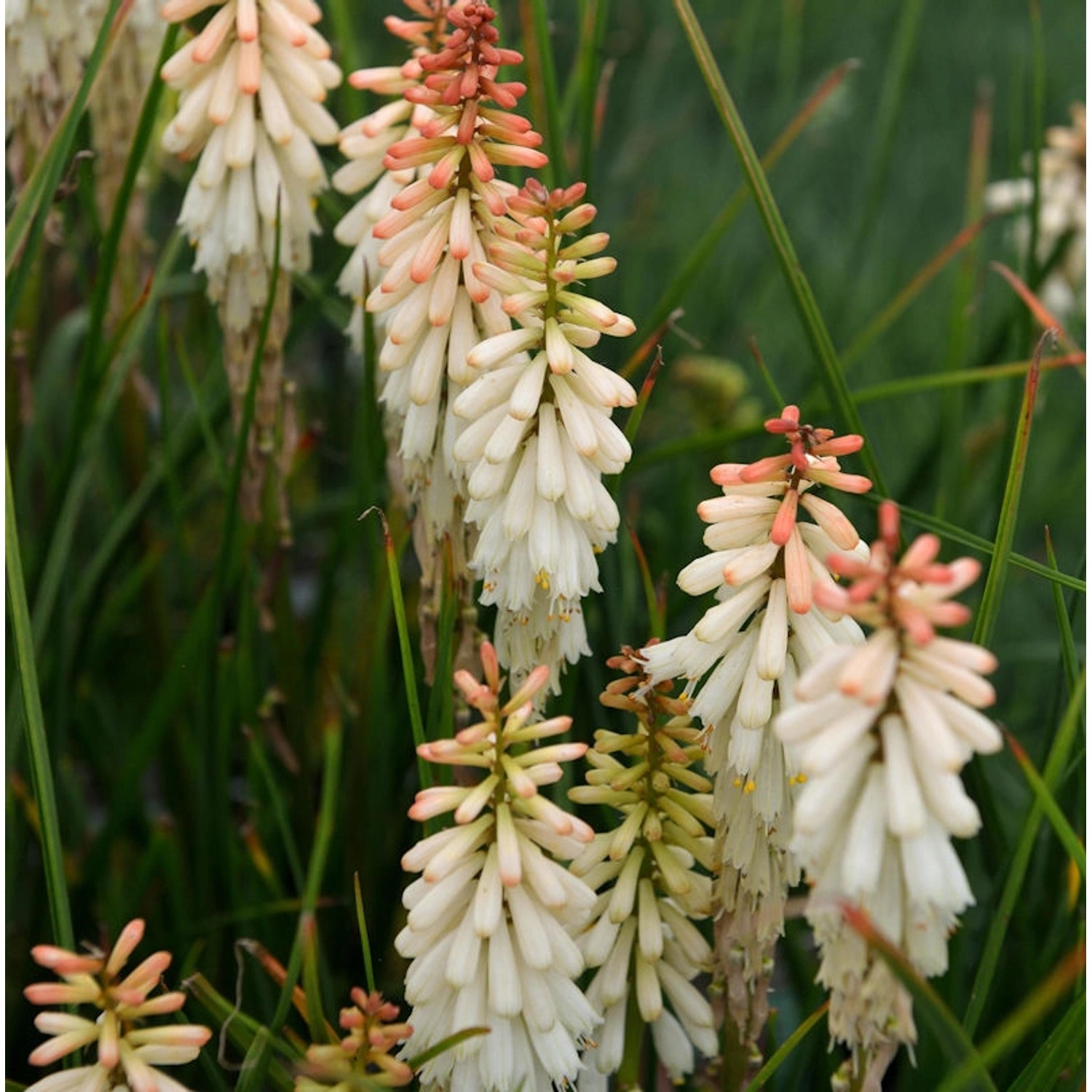 Fackellilie Vanilla - Kniphofia Hybrid günstig online kaufen