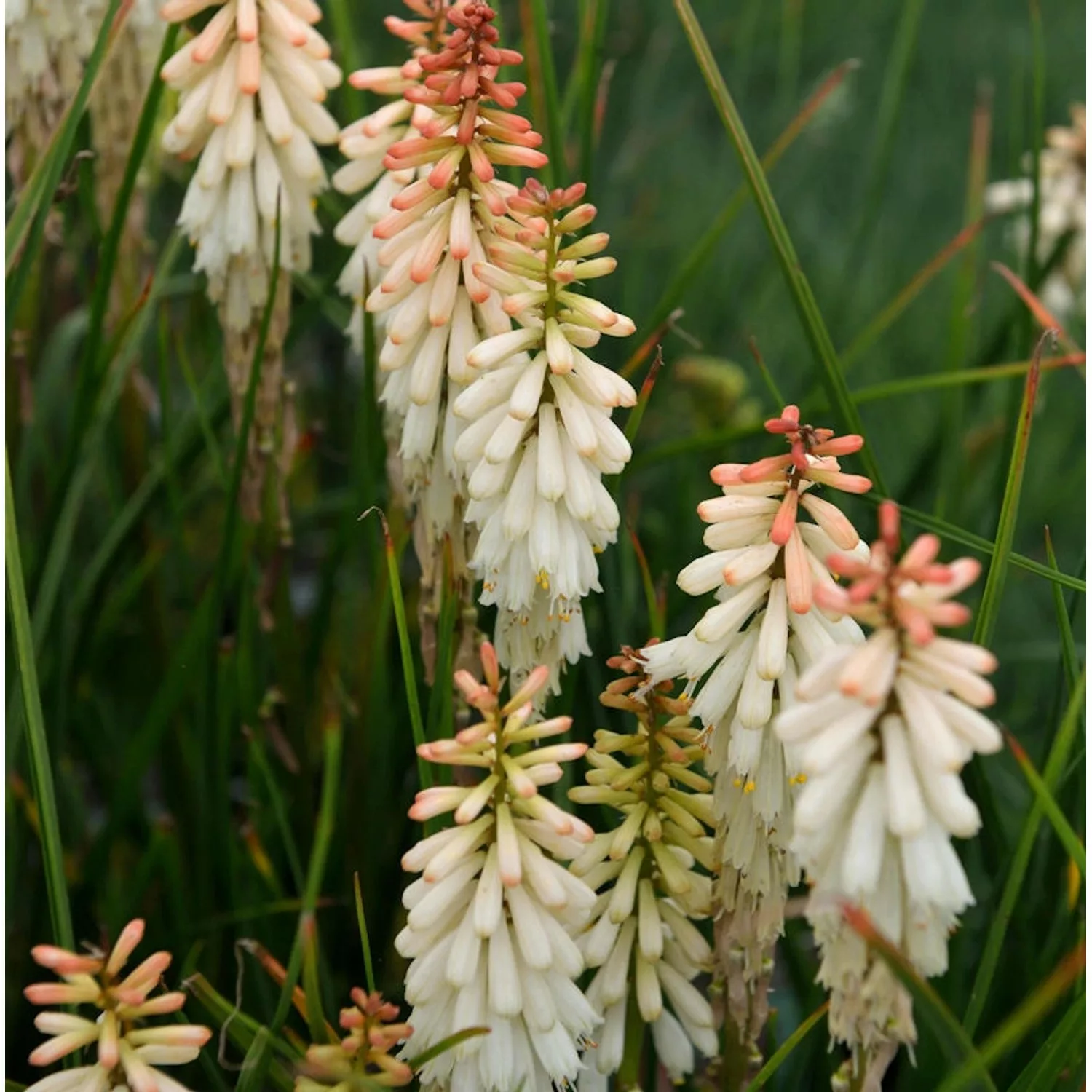 Fackellilie Vanilla - Kniphofia Hybrid günstig online kaufen