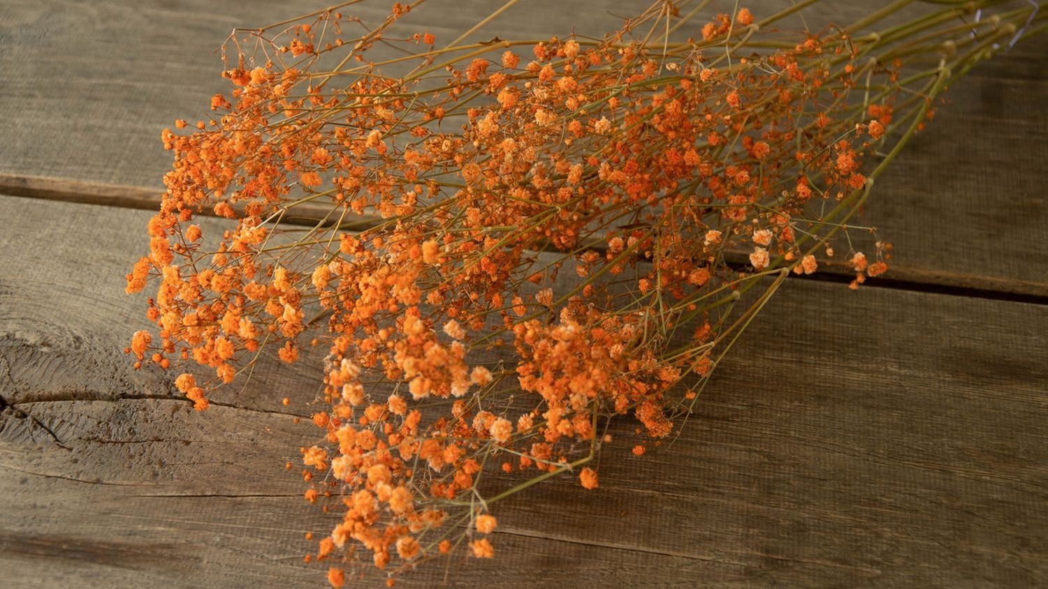 Trockenblume Schleierkraut Orange getrocknet im Bund günstig online kaufen